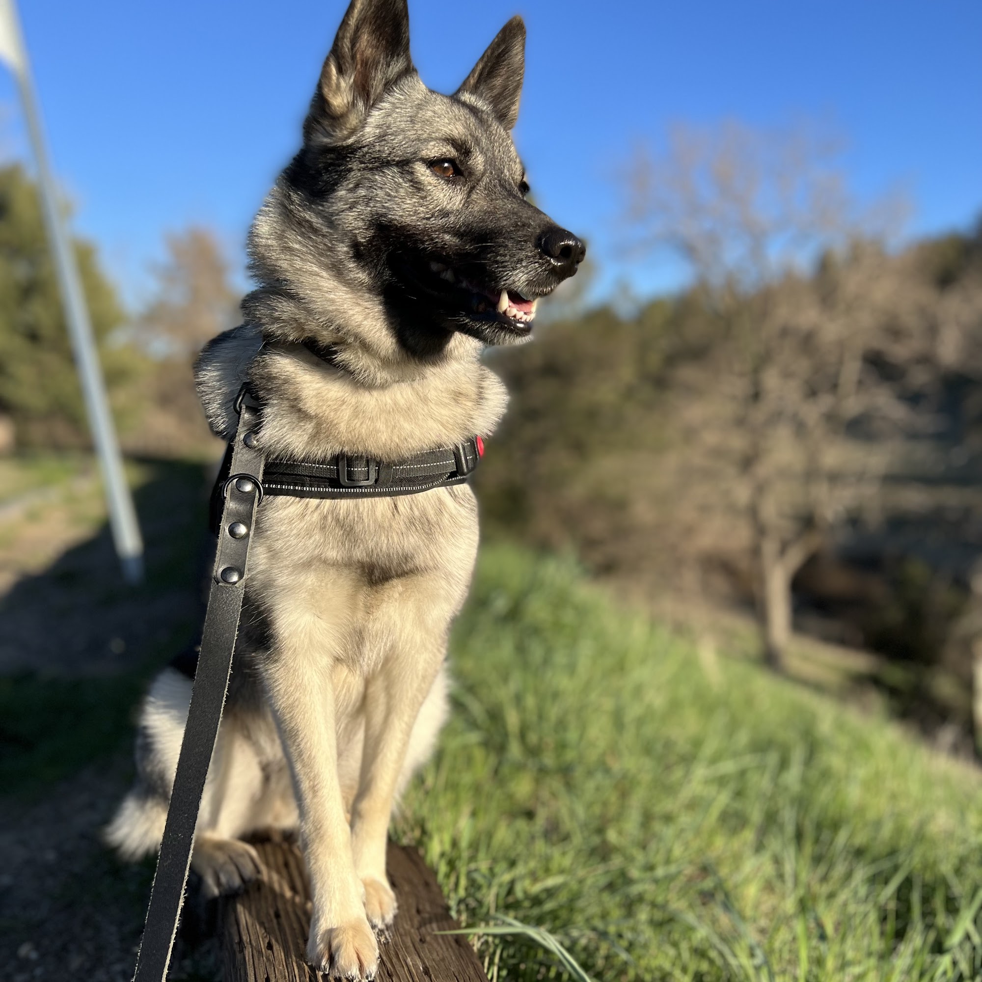 Premier Pet Salon Plymouth