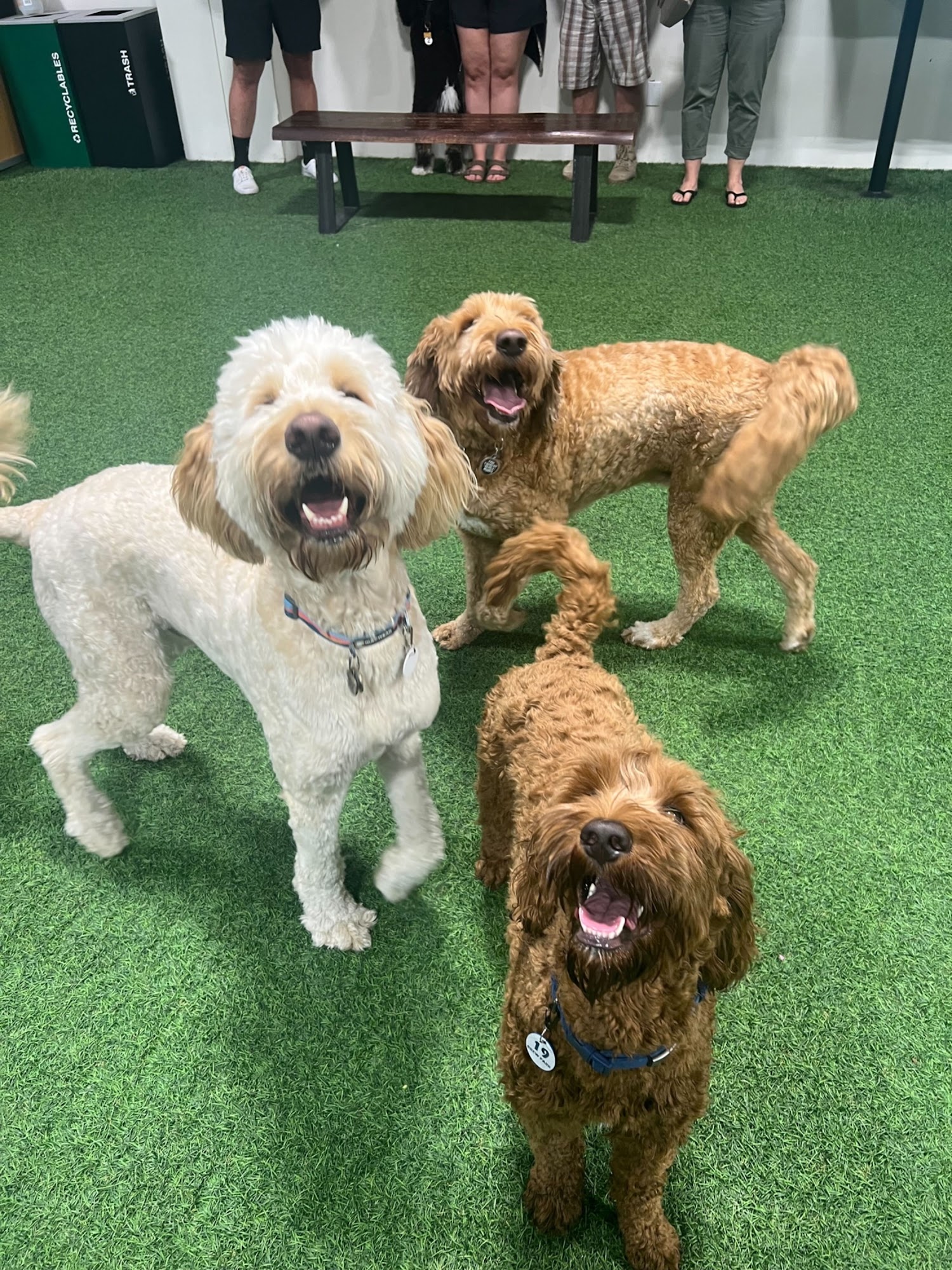 Brew Park Plymouth Plymouth