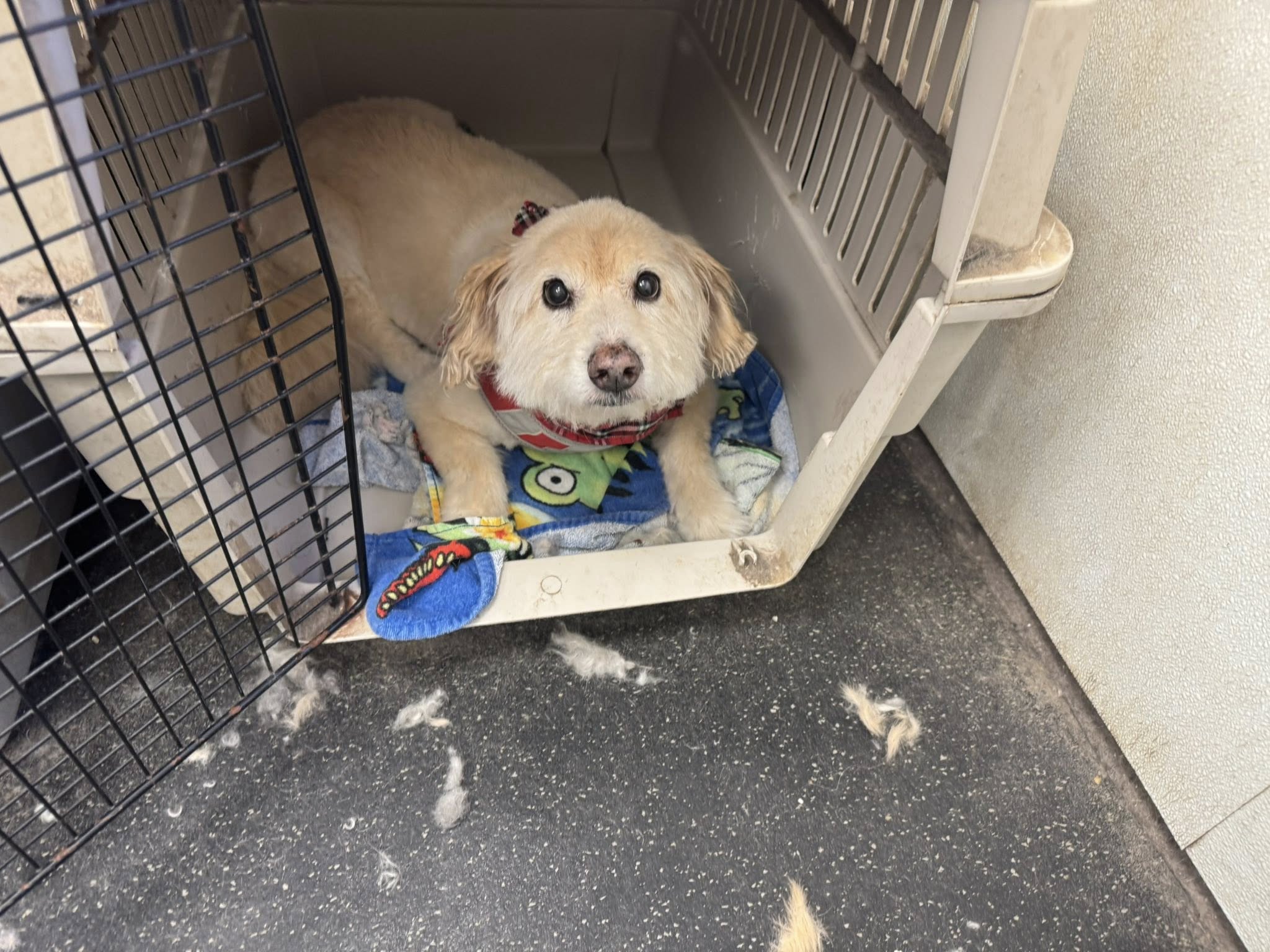 Fancy That Dog Plymouth