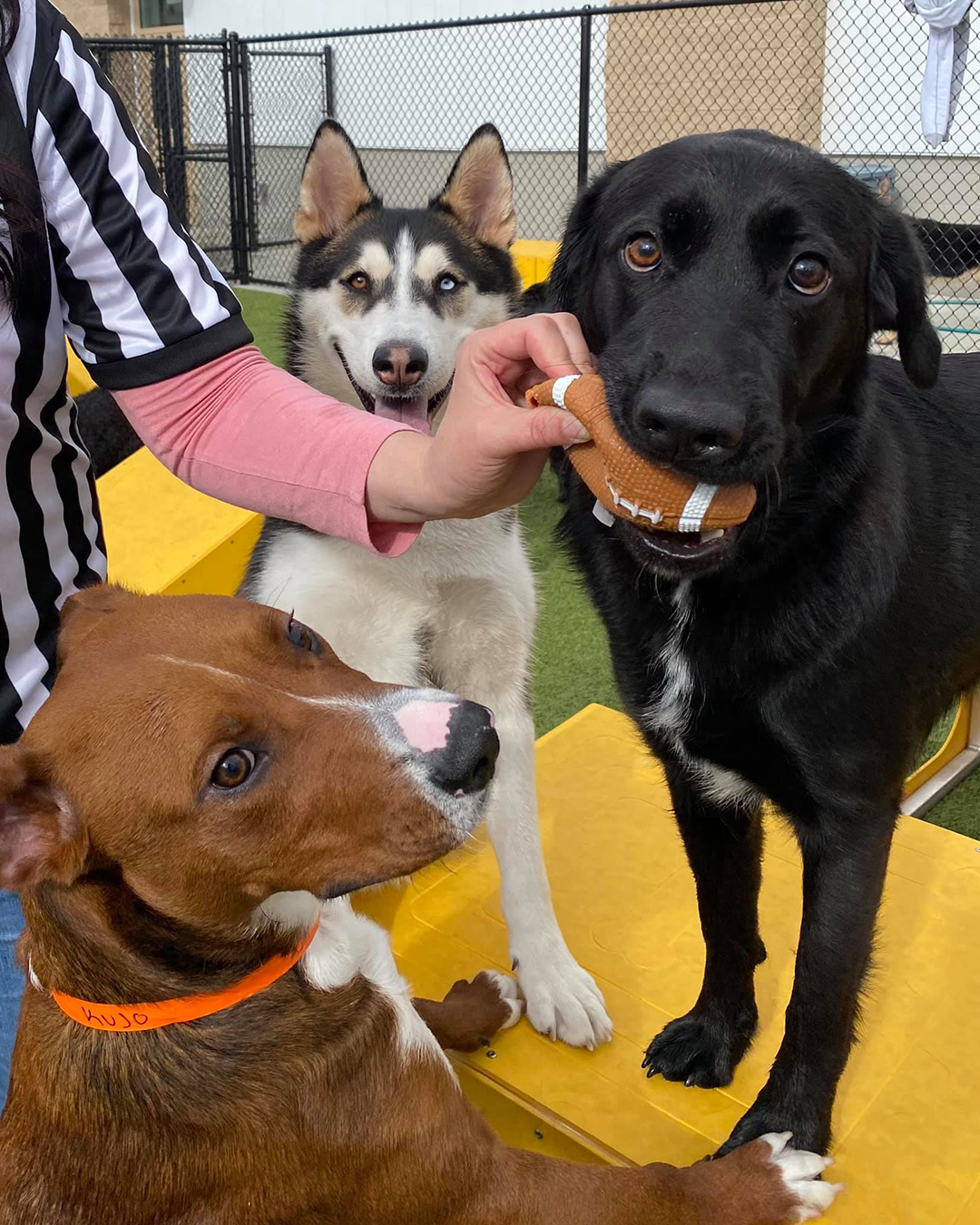 PetSuites Plymouth Plymouth