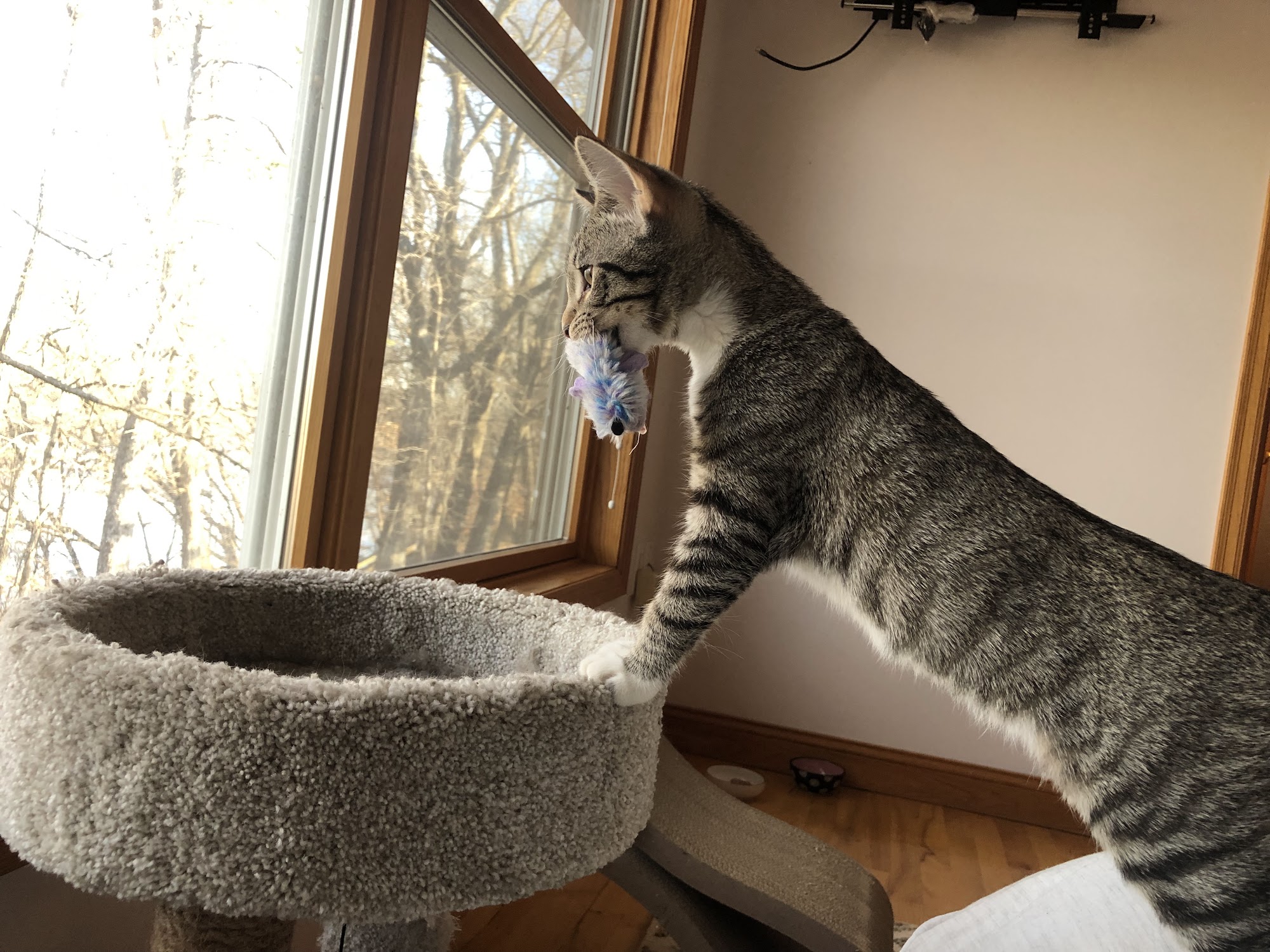 The Rescue Crew Plymouth