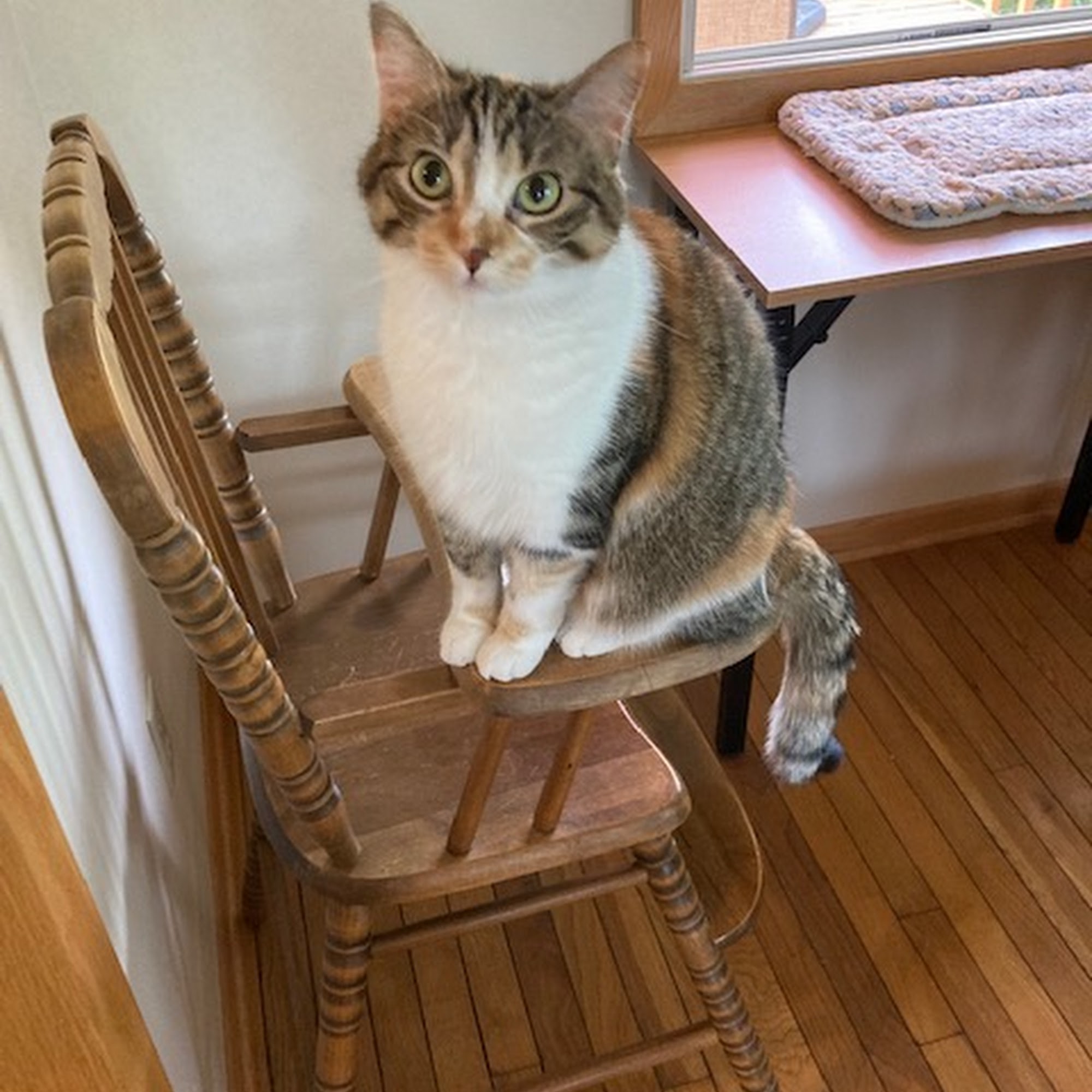 Root River Veterinary Center Preston