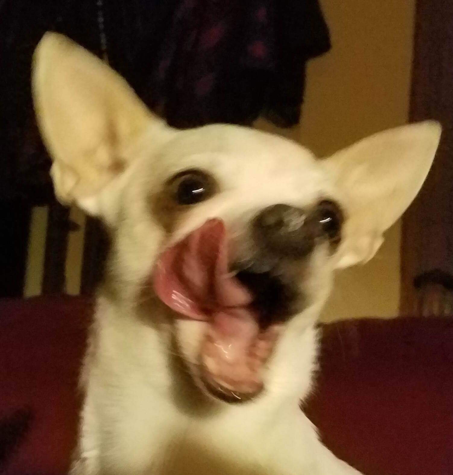 Kat's Paws & Claws Princeton