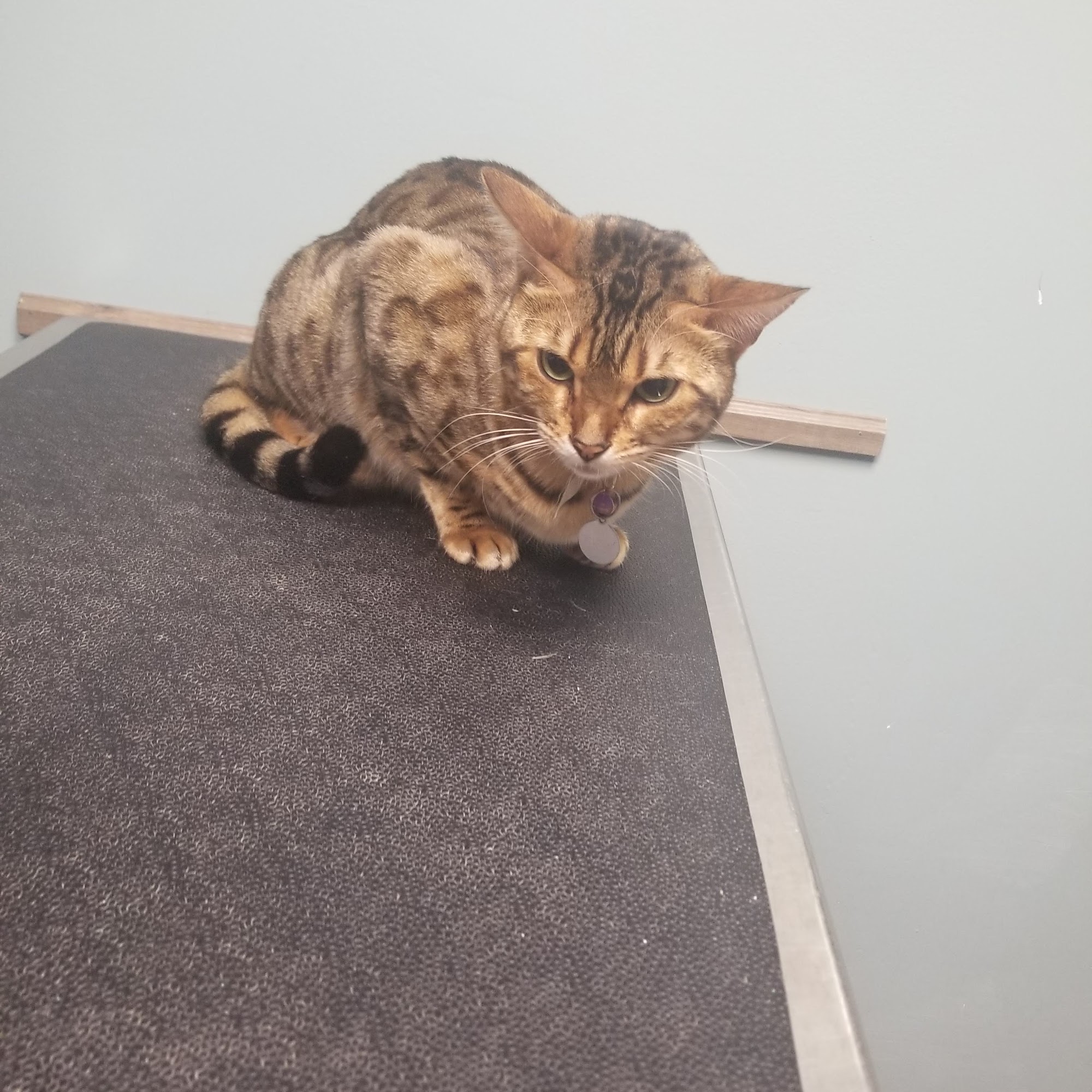 Barrington Oaks North Animal Clinic Princeton