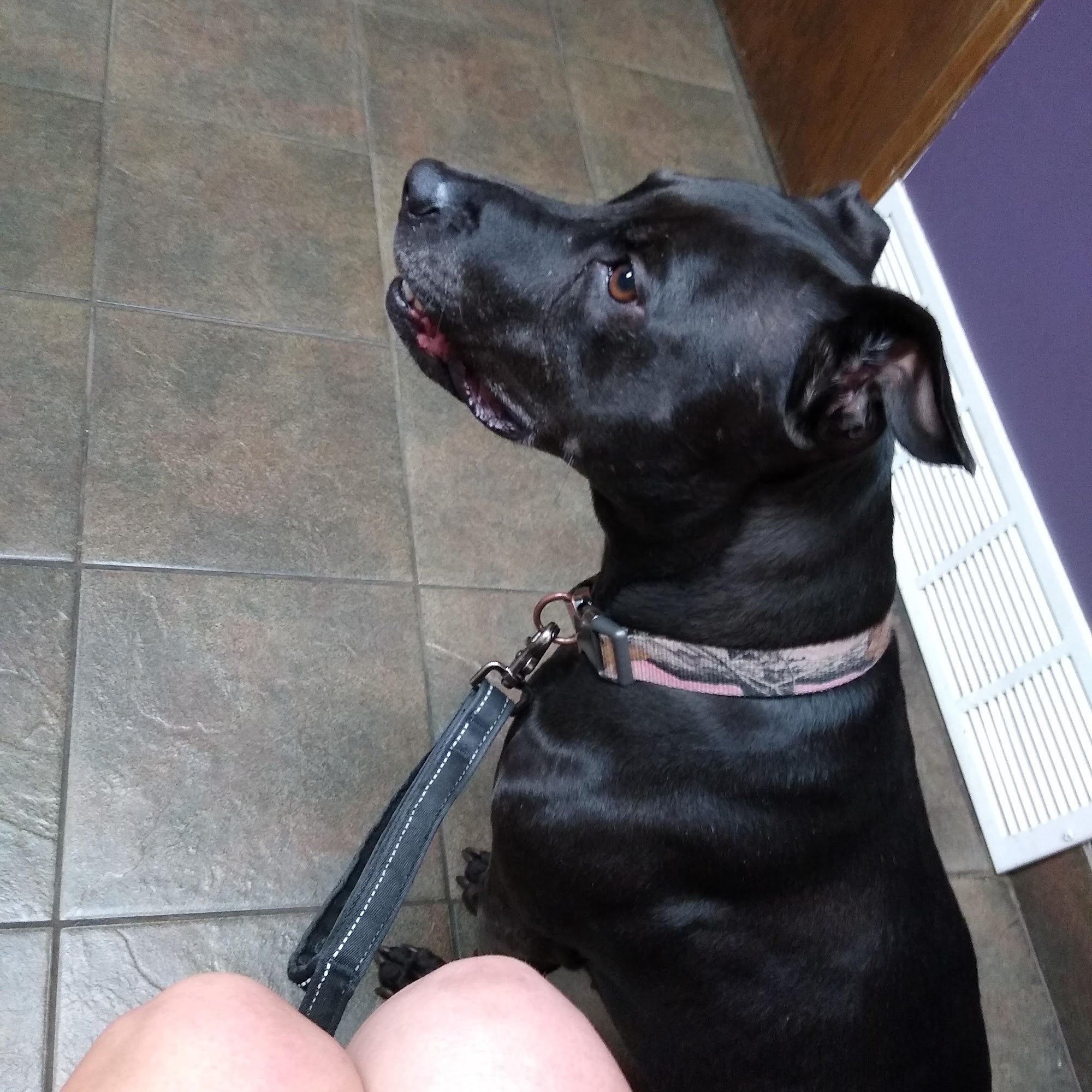 Princeton Pet Hospital Princeton