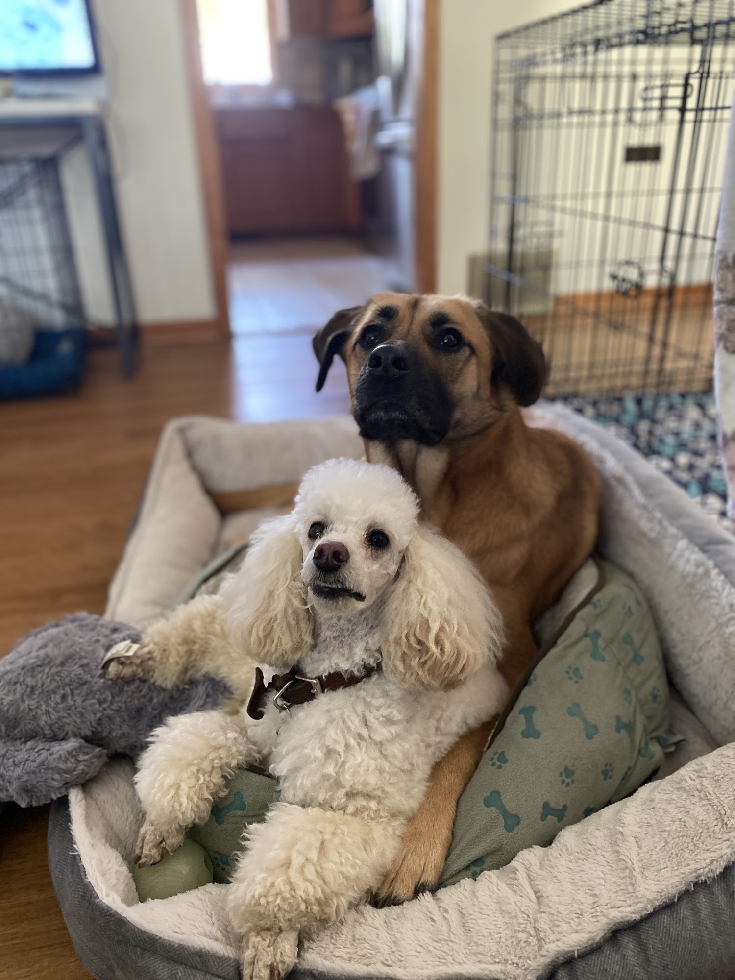 Scott Lake Veterinary Center Prior Lake