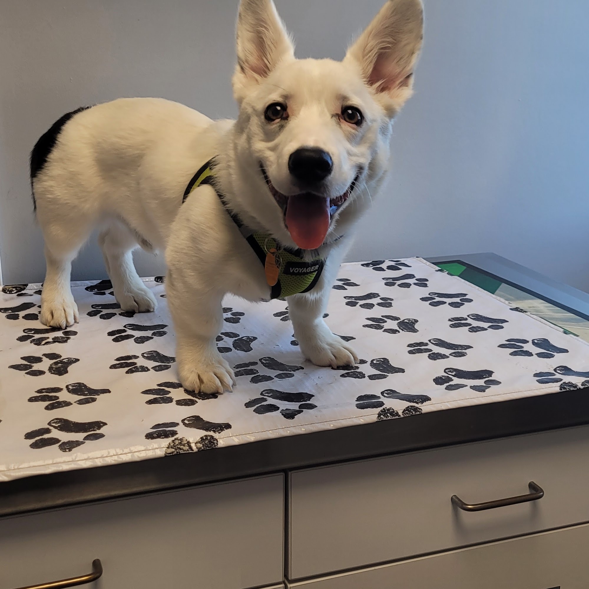 Scott Lake Veterinary Center Prior Lake