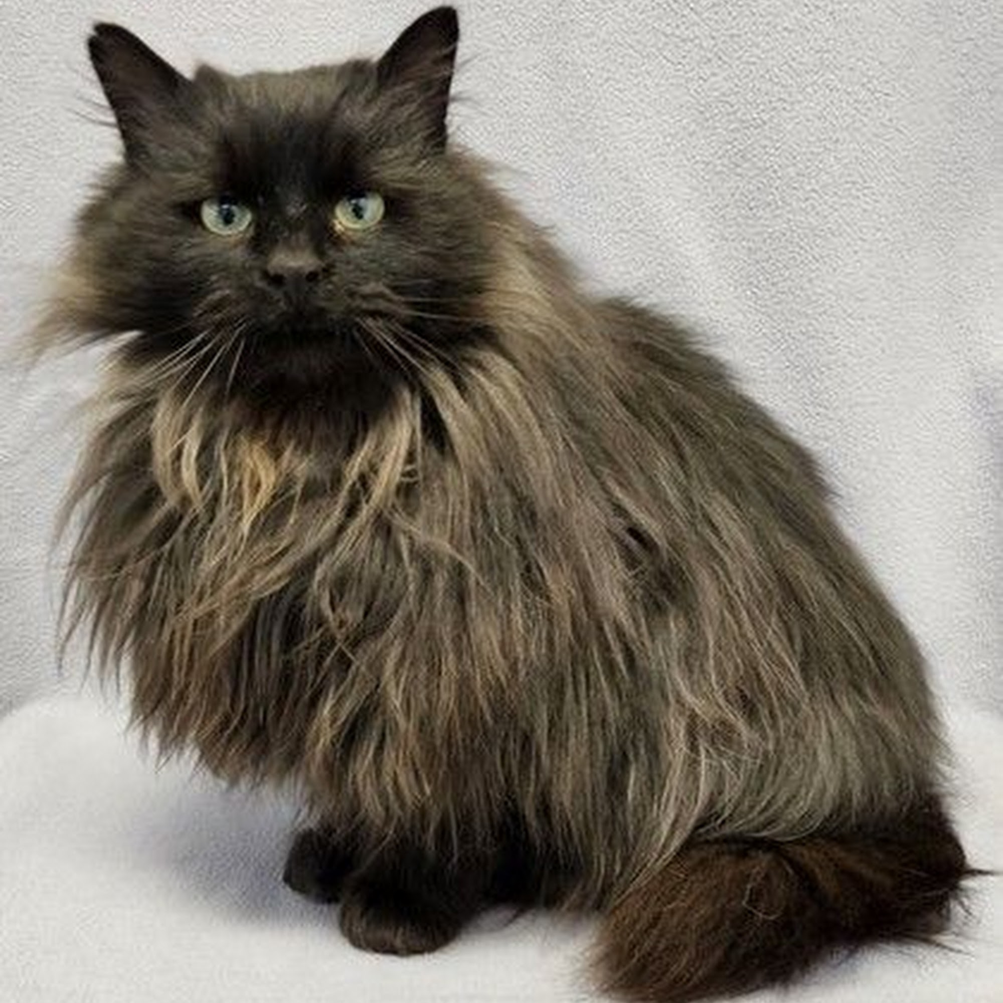 Vanity Fur Mobile Pet Spa and Grooming Prior Lake