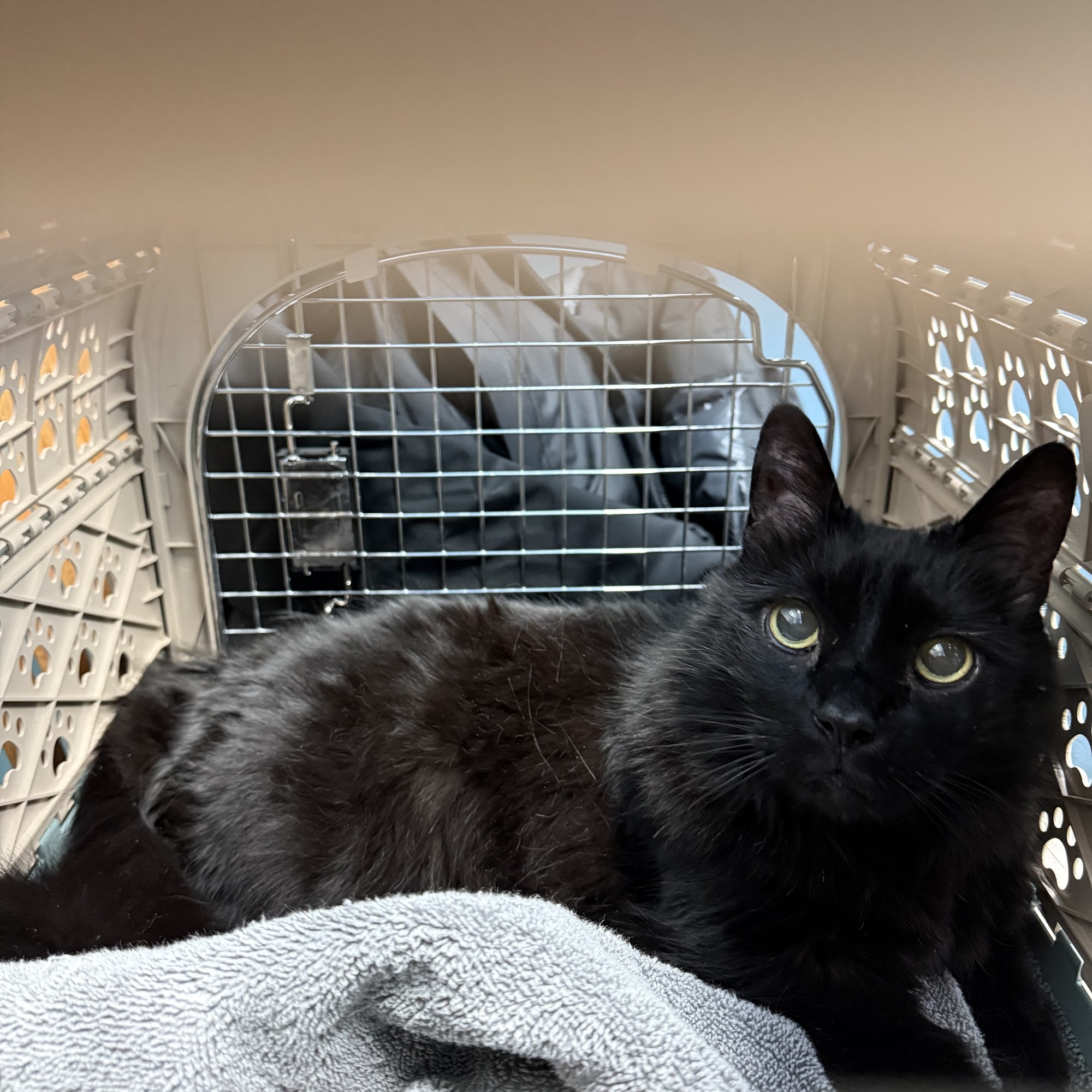 The Bluffs Pet Clinic Red Wing