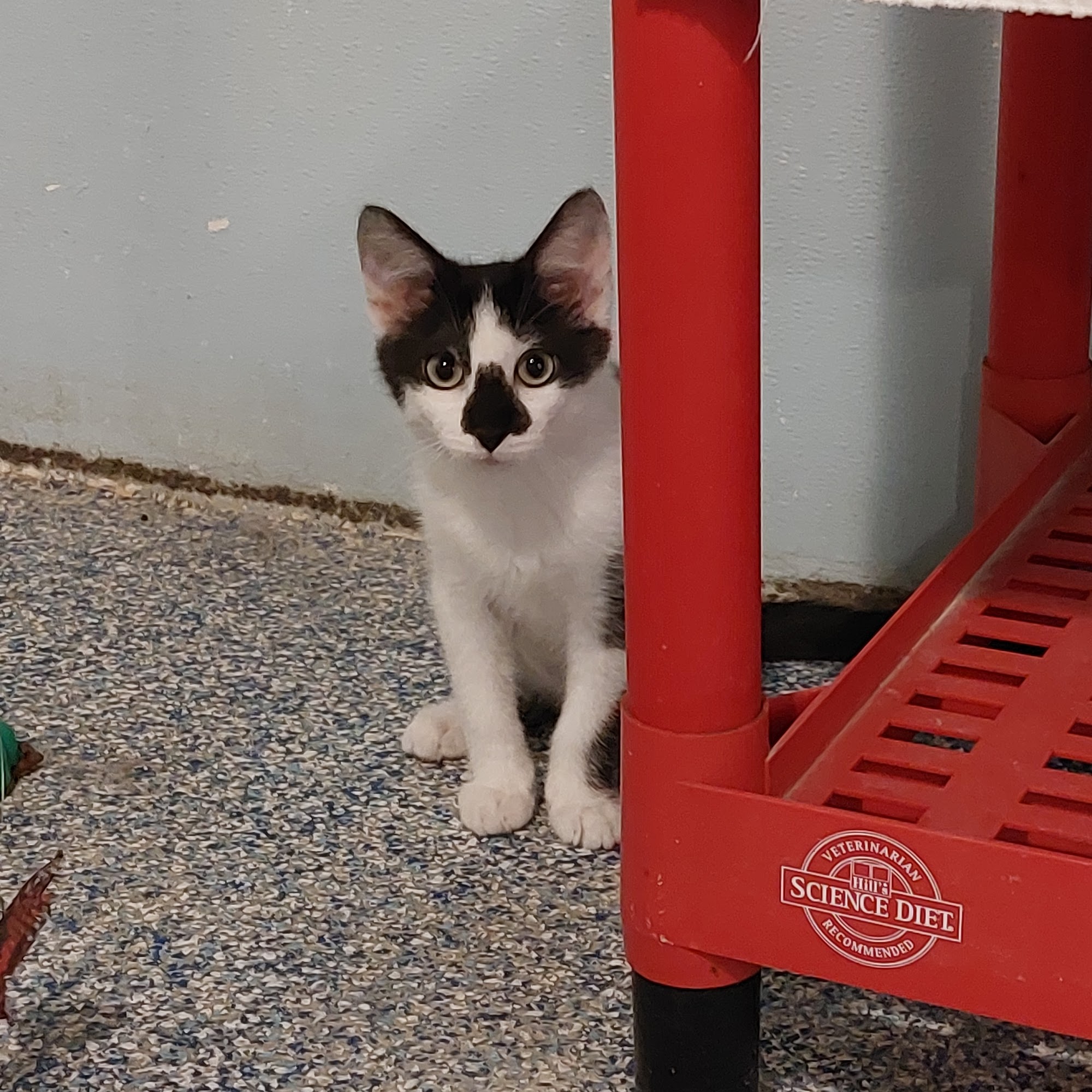 River Bluff Humane Society Red Wing