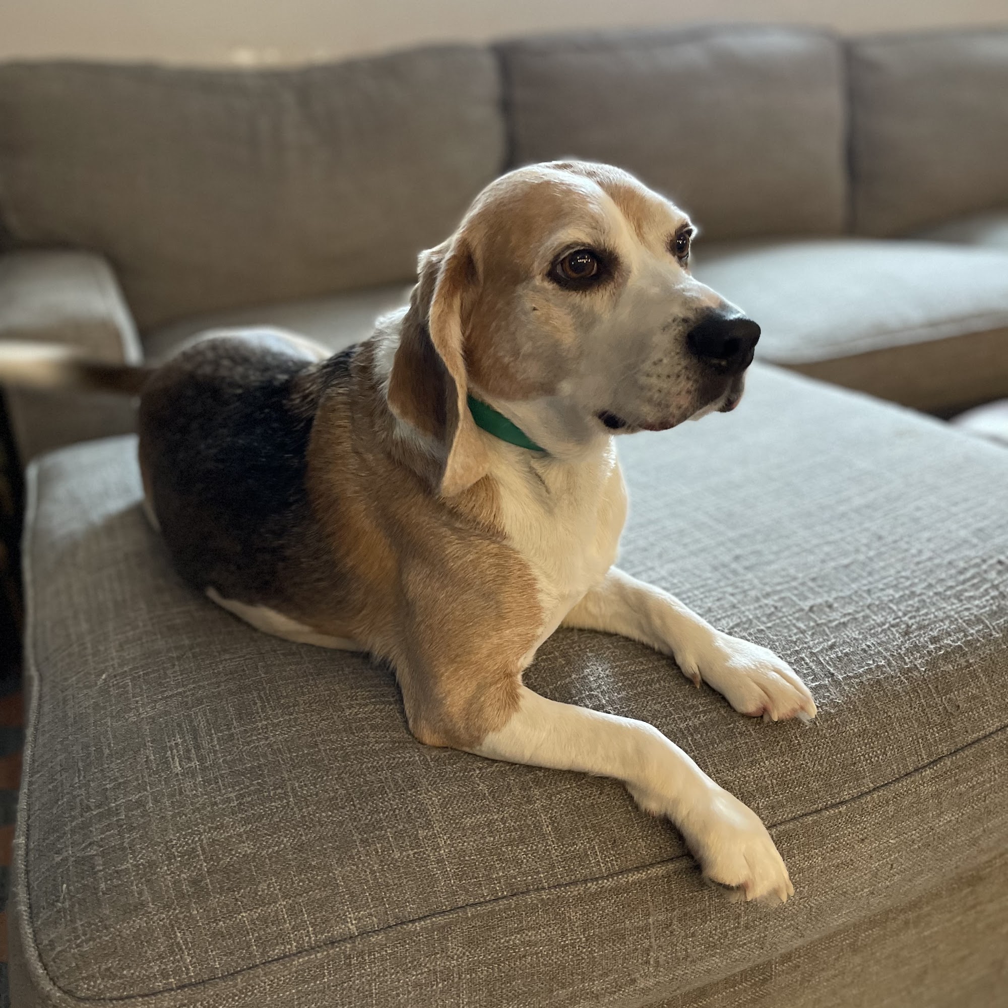 8 Pack Kennels Red Wing