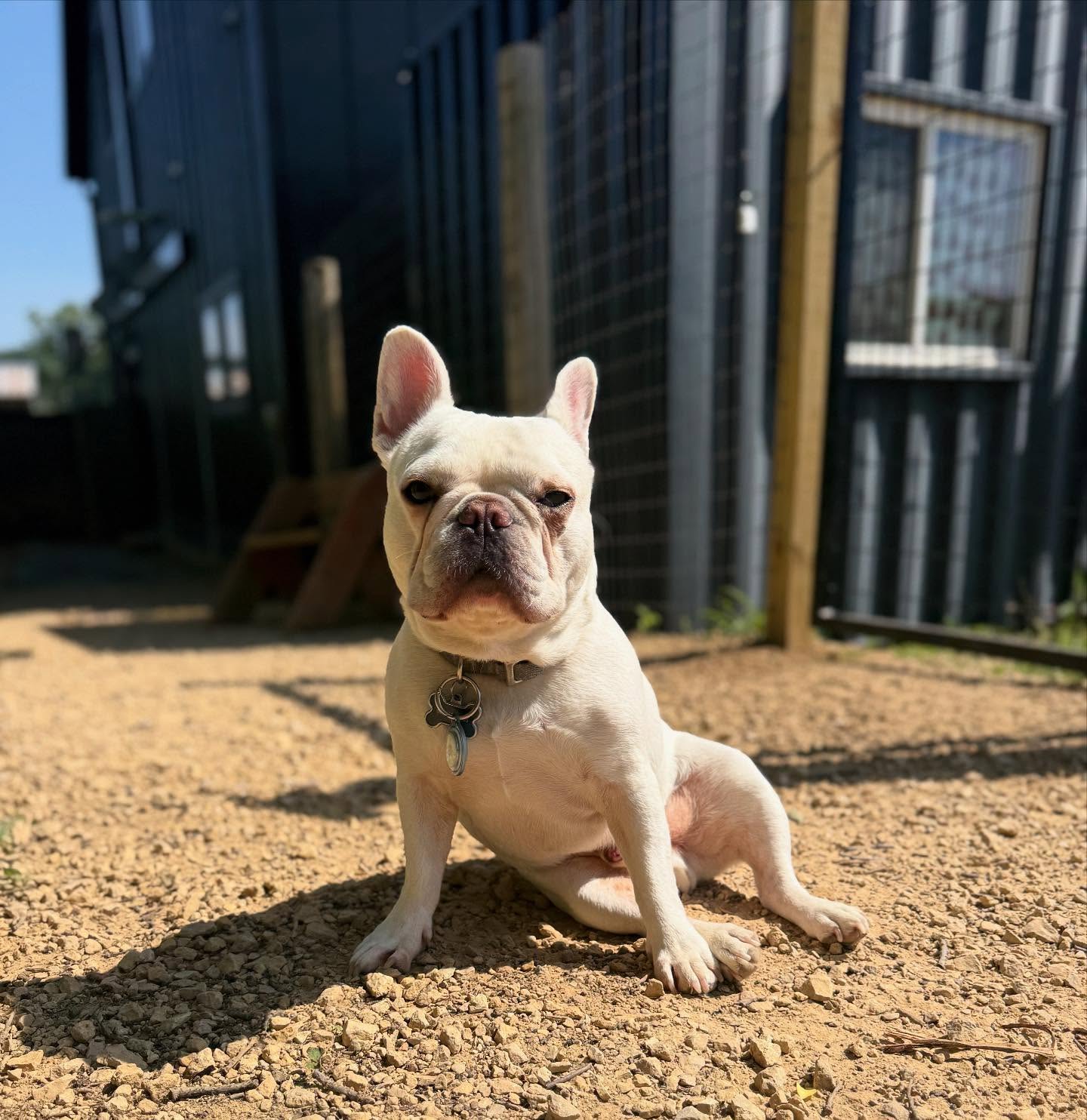 8 Pack Kennels Red Wing