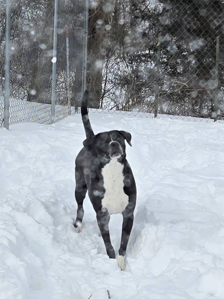 Wells Creek Kennels Red Wing