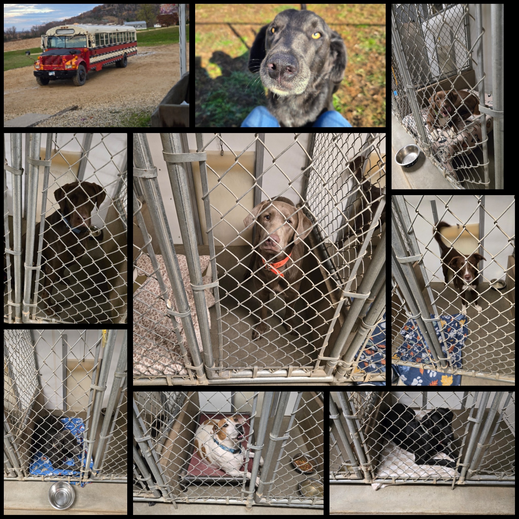 Wells Creek Kennels Red Wing