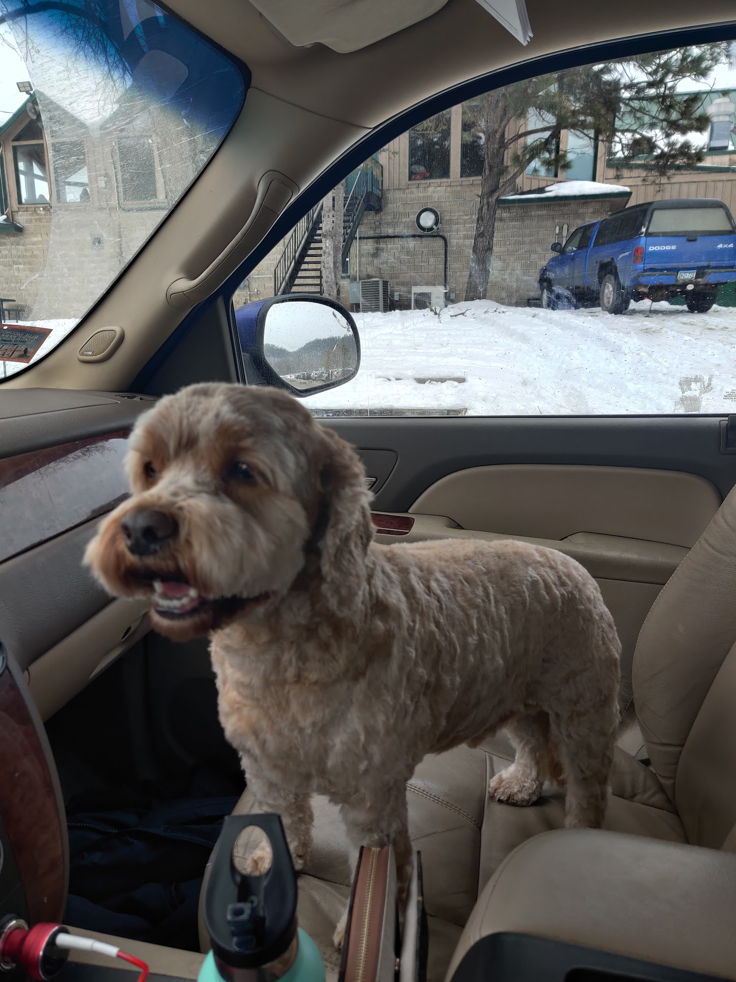 Capra's Dog Grooming Red Wing