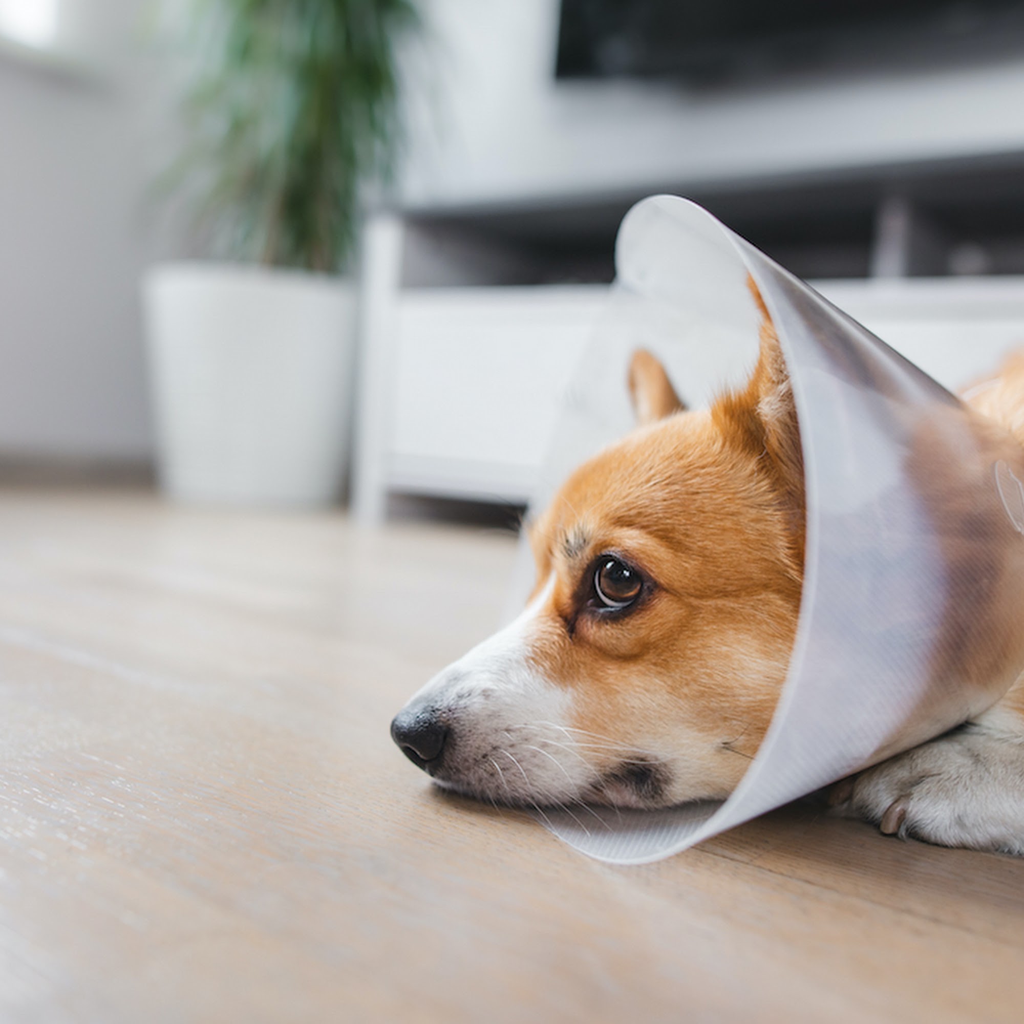 Rice Vet Clinic Rice