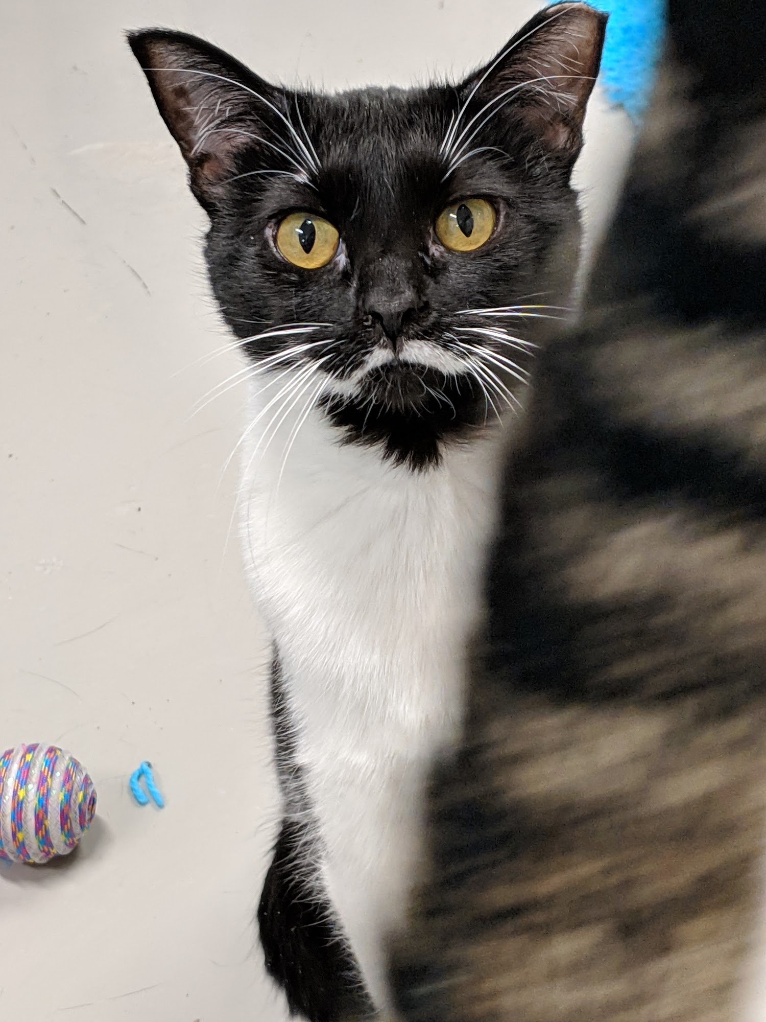 ValueCare Veterinary Clinic Richfield