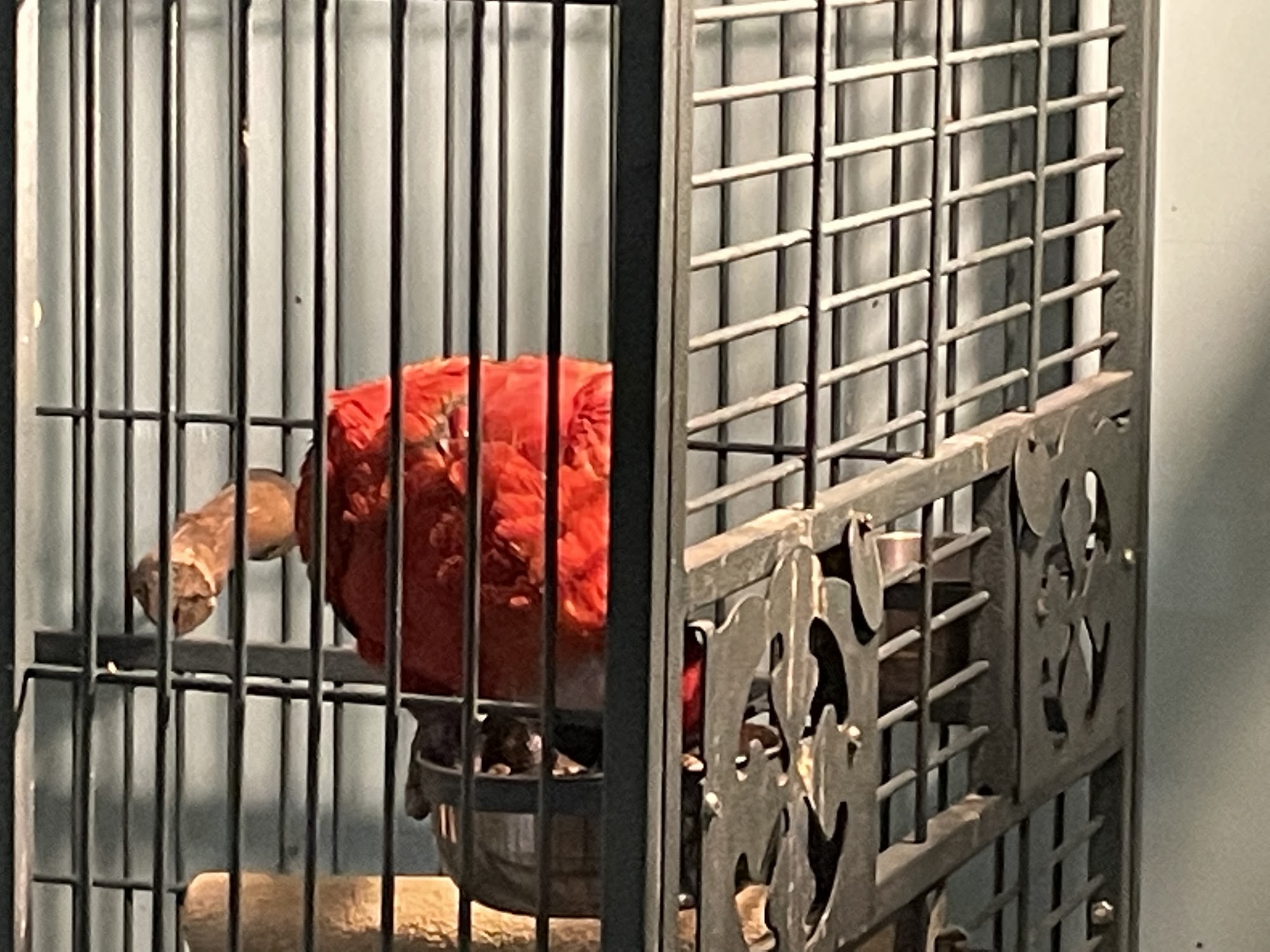 Egyptian Parrot Petshop Richfield