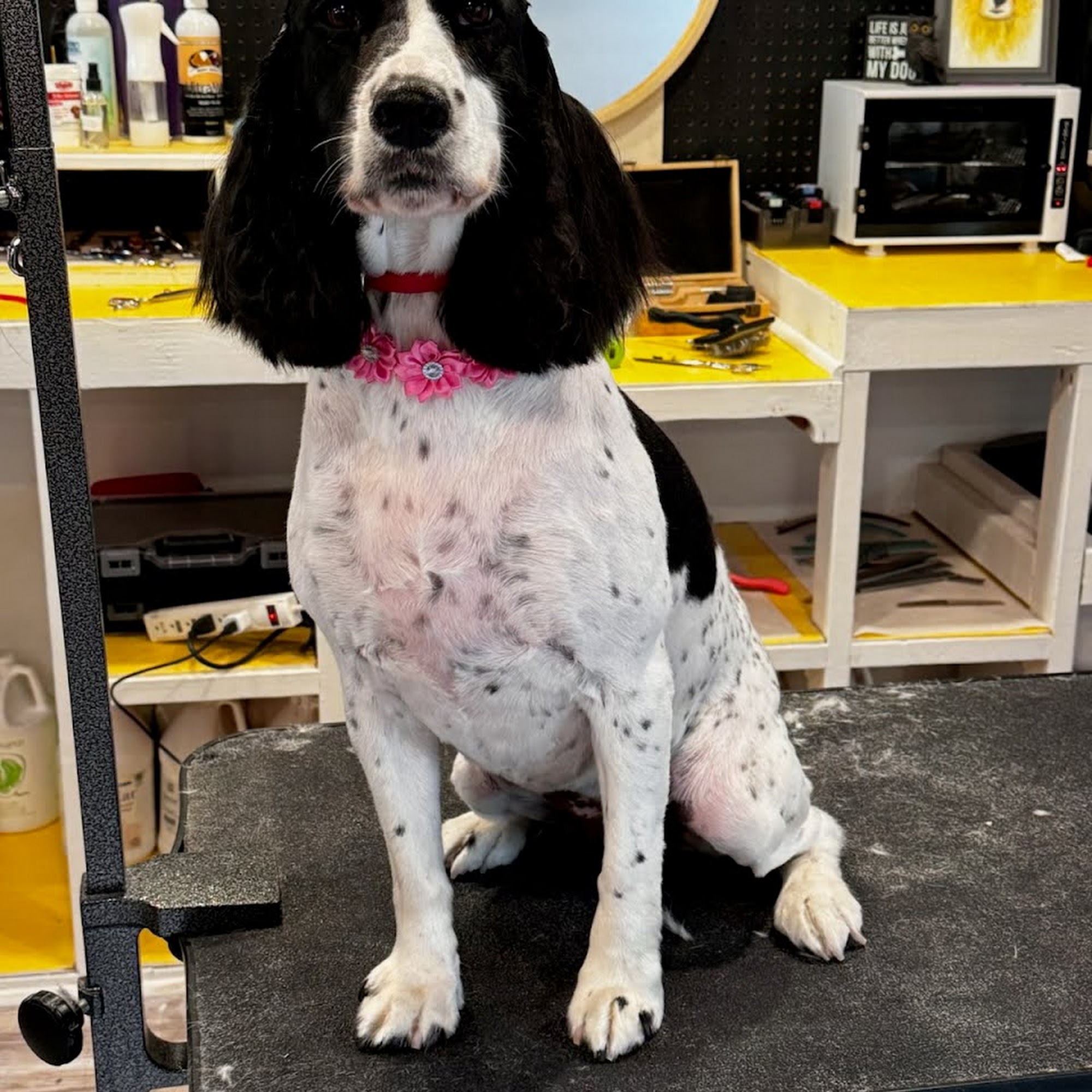 TruNorth Pet Styling