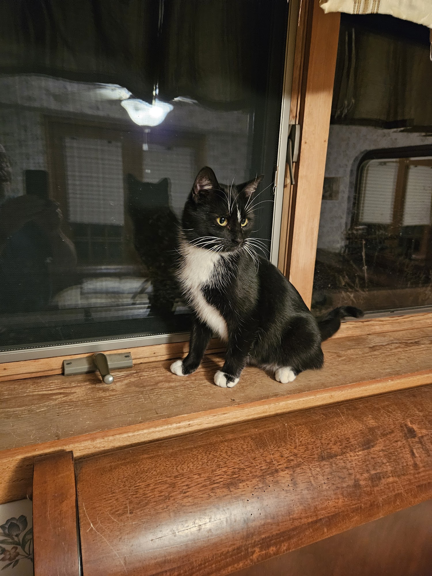 Camp Companion Rochester