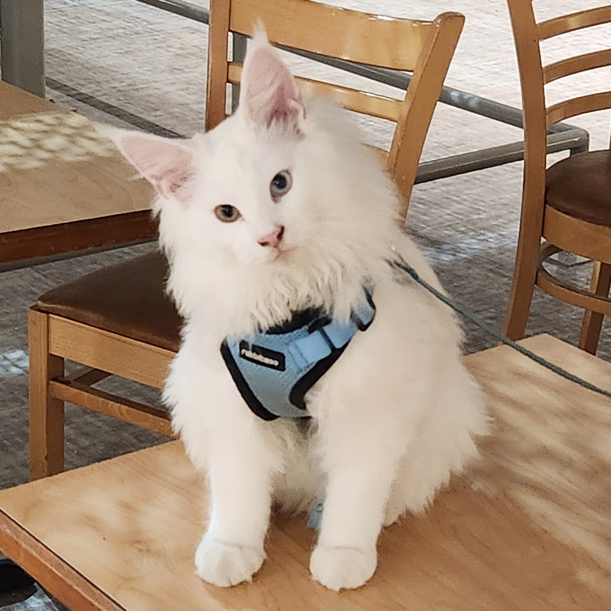 Rochester Grooming Center Rochester