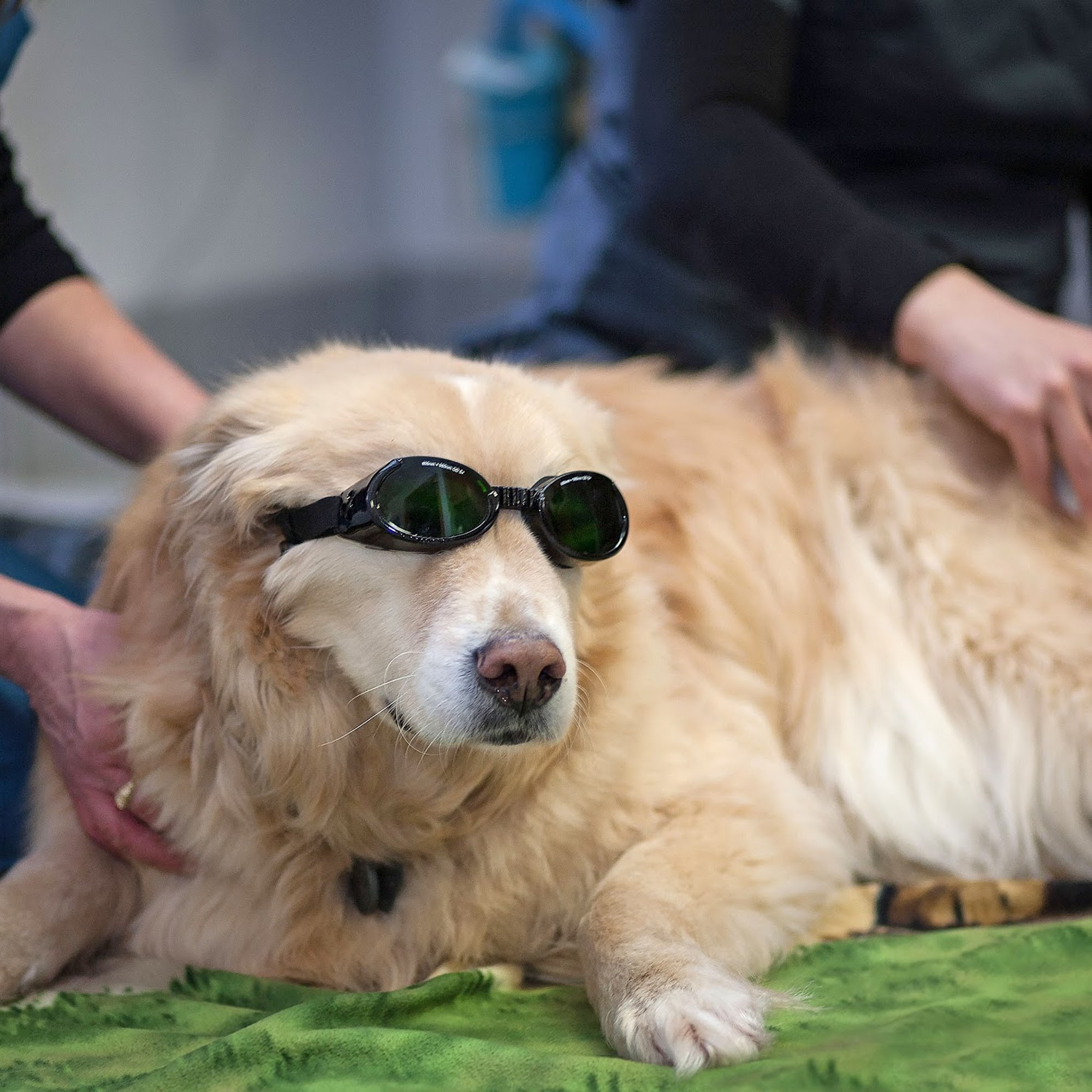 Rockford Veterinary Clinic Rockford