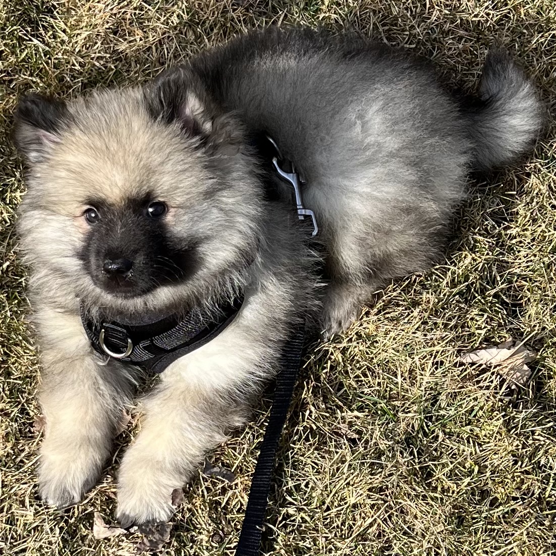 Shamrock Animal Hospital Rosemount