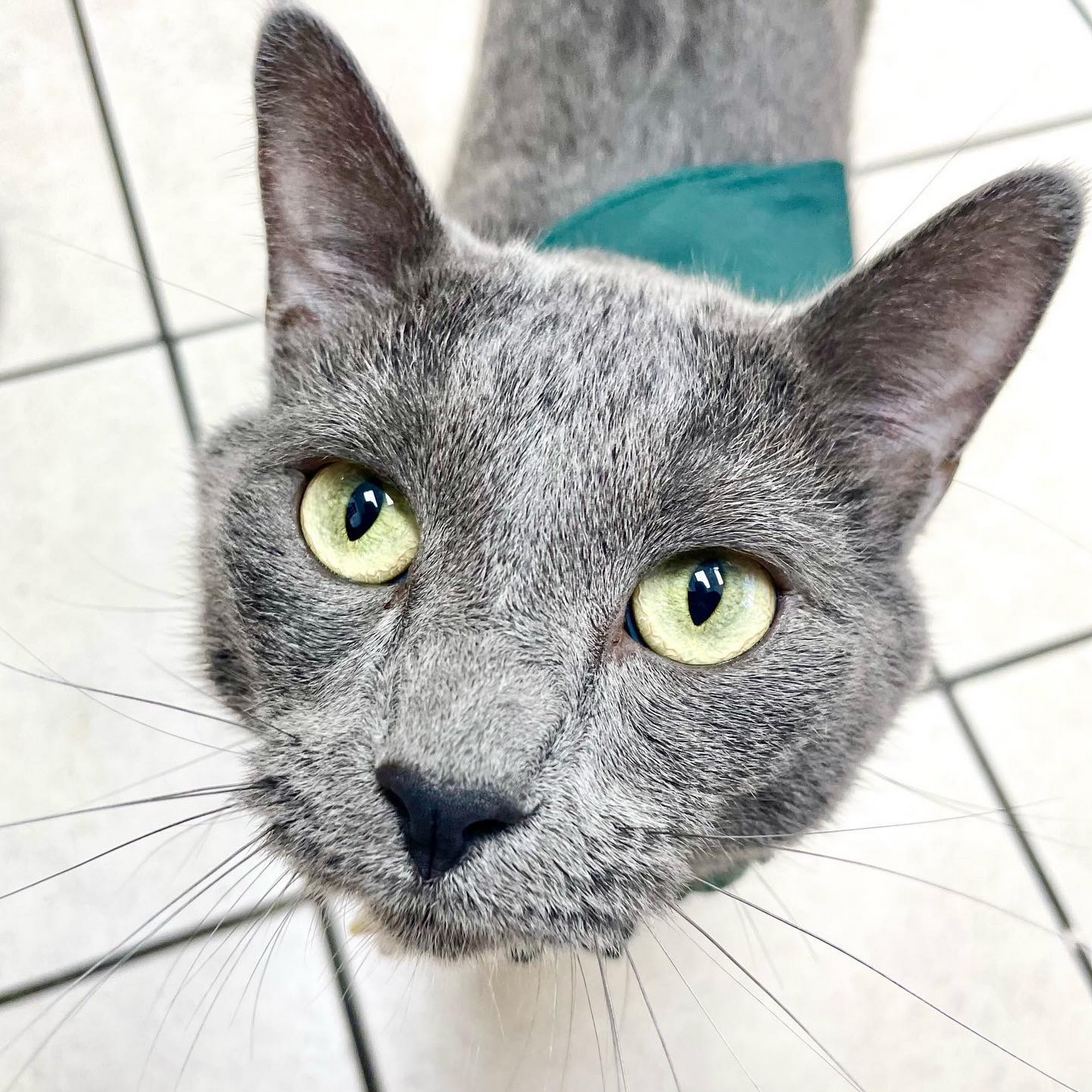 Shamrock Animal Hospital Rosemount