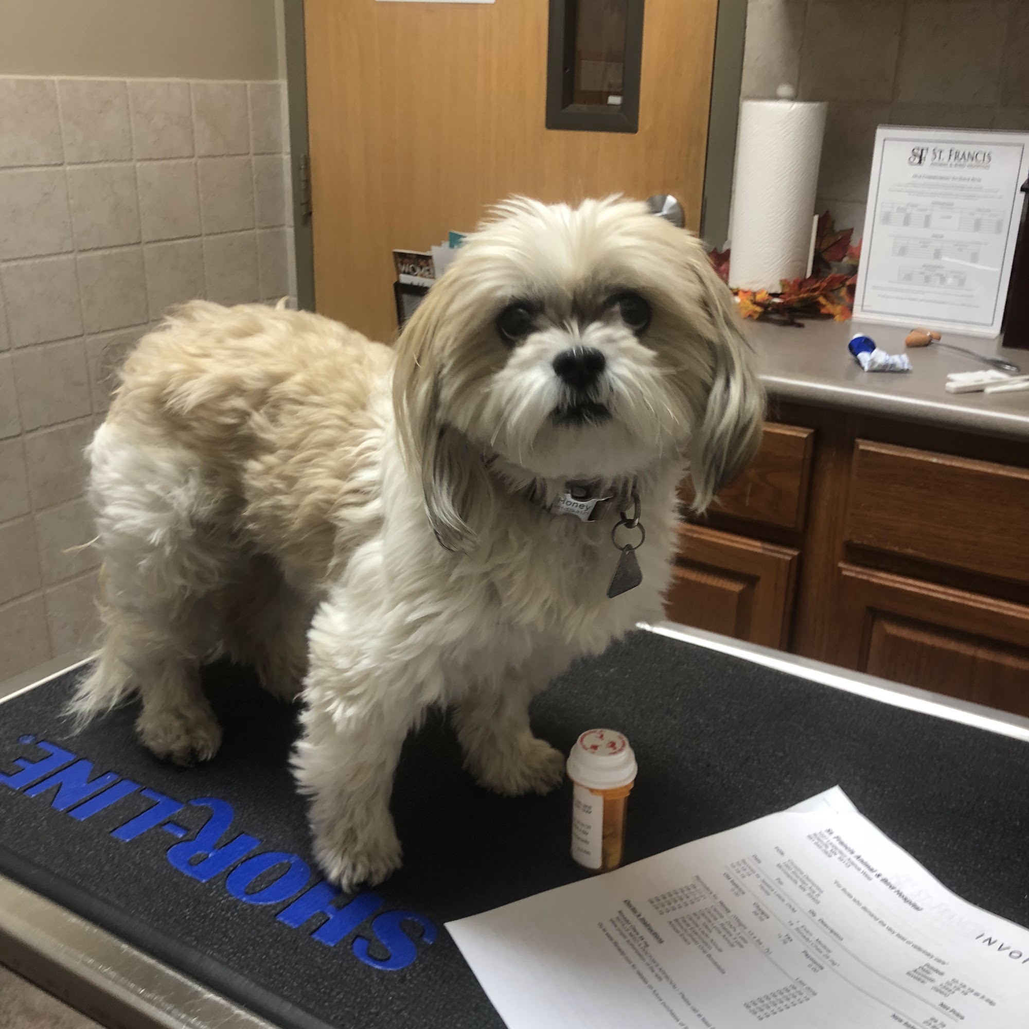 St Francis Animal Hospital Roseville