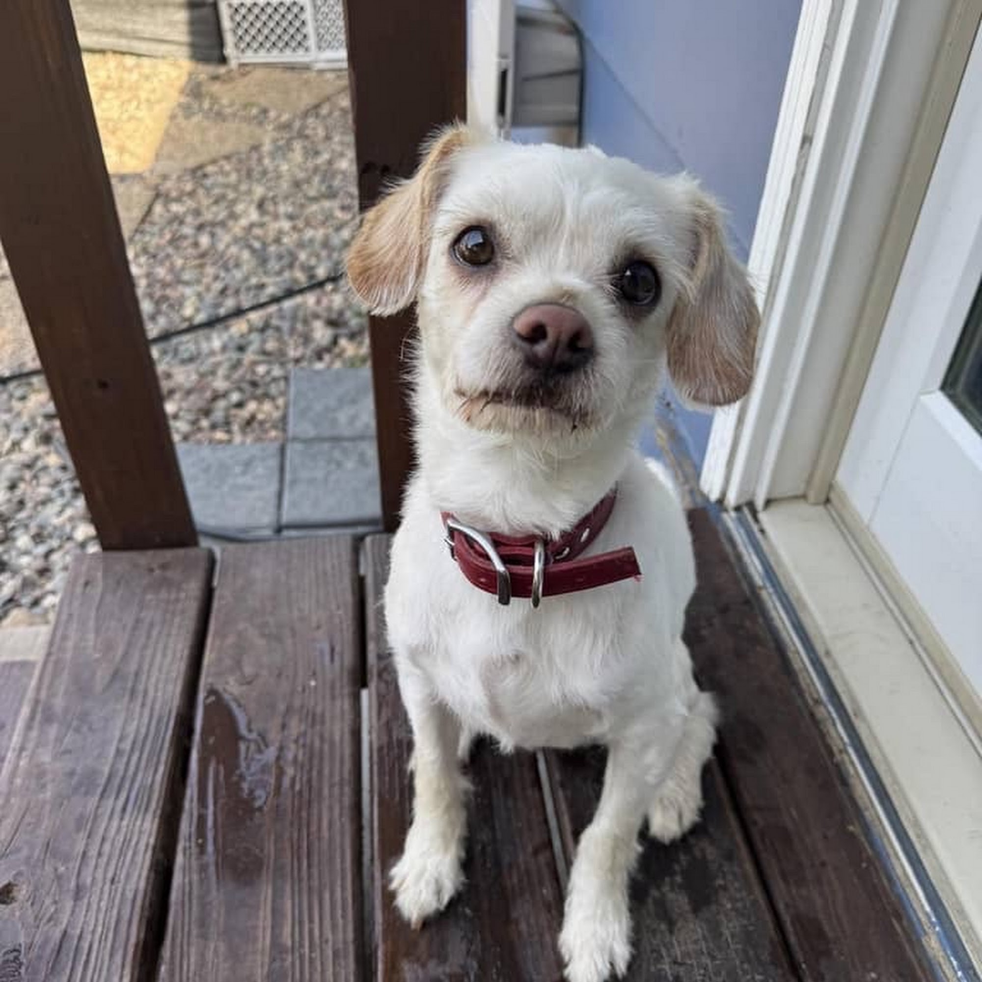 Dig It Dog Grooming Roseville