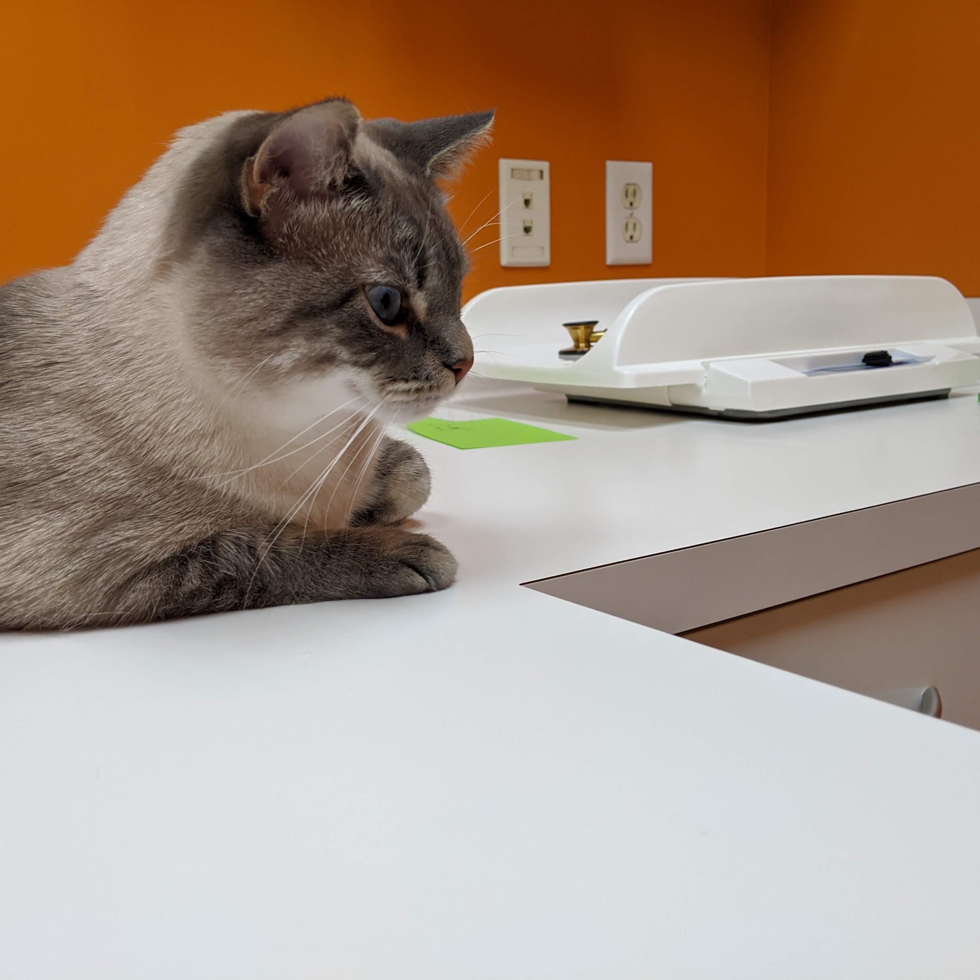 City Cat Clinic & Condos Saint Louis Park