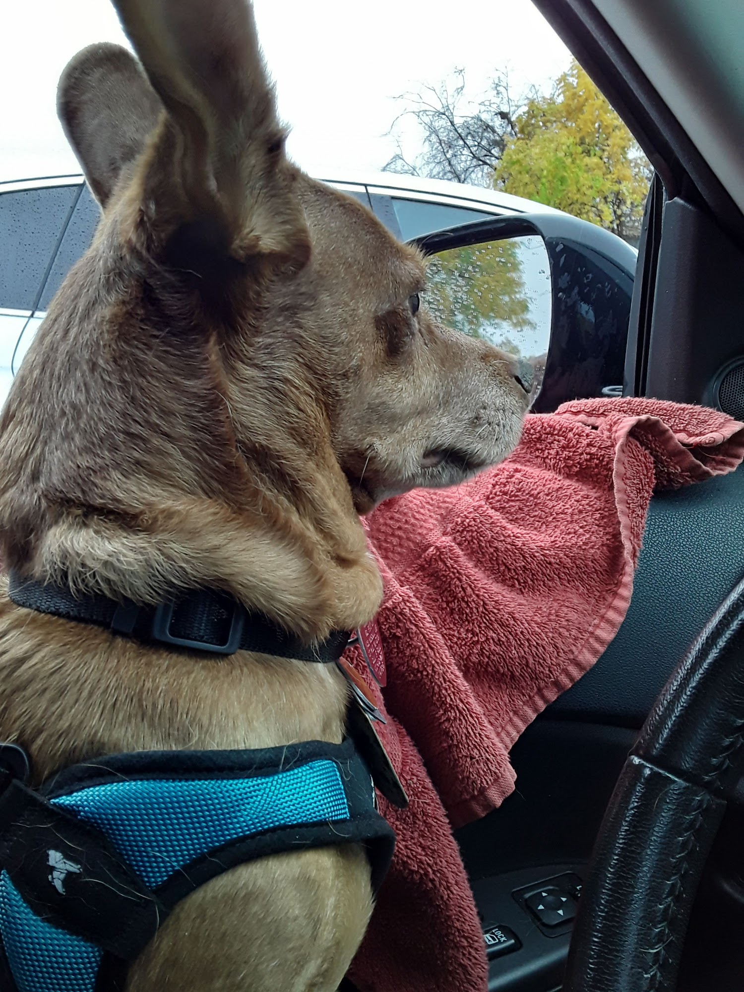 VCA Feist Animal Hospital Saint Paul