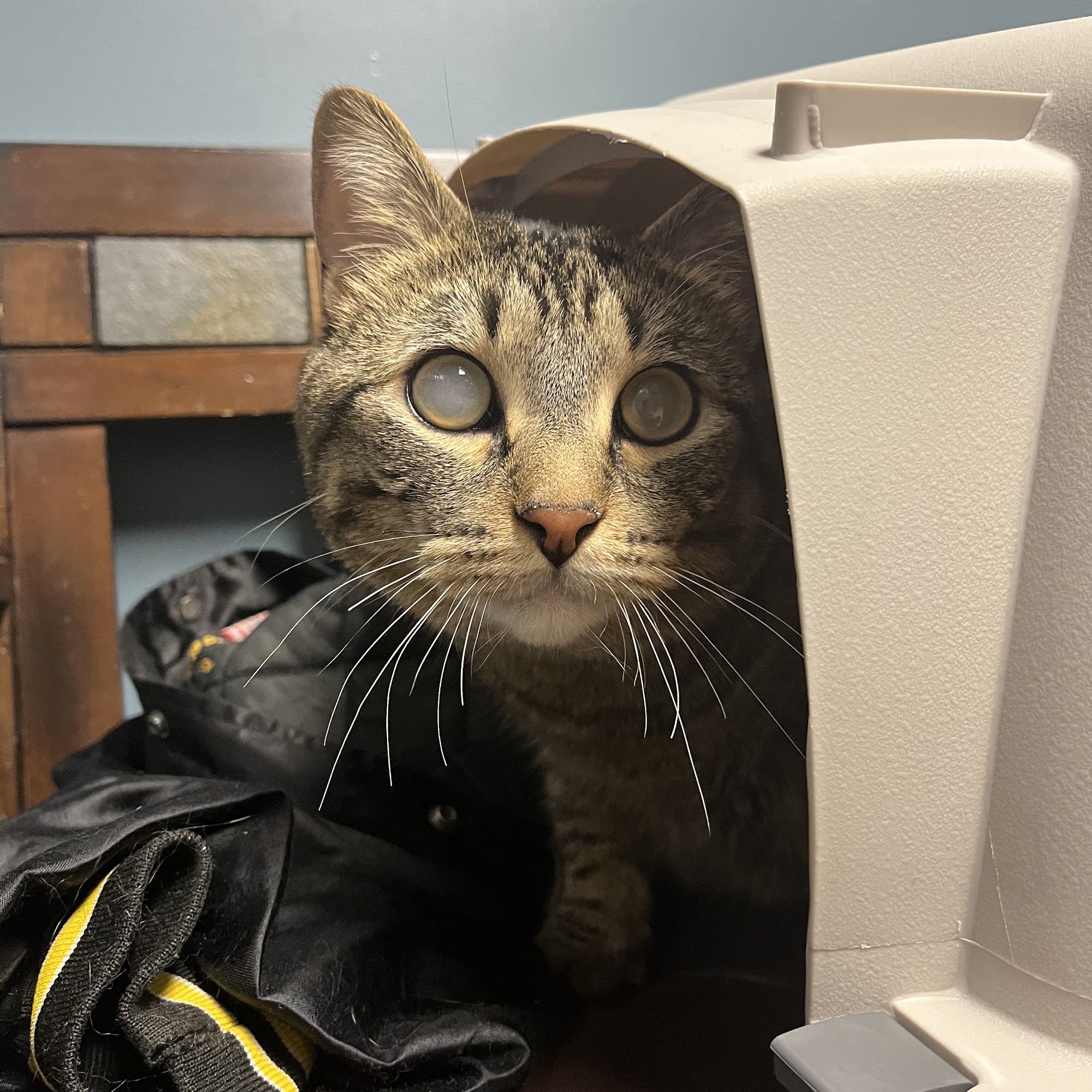 Animal Emergency & Referral Center of Minnesota Saint Paul