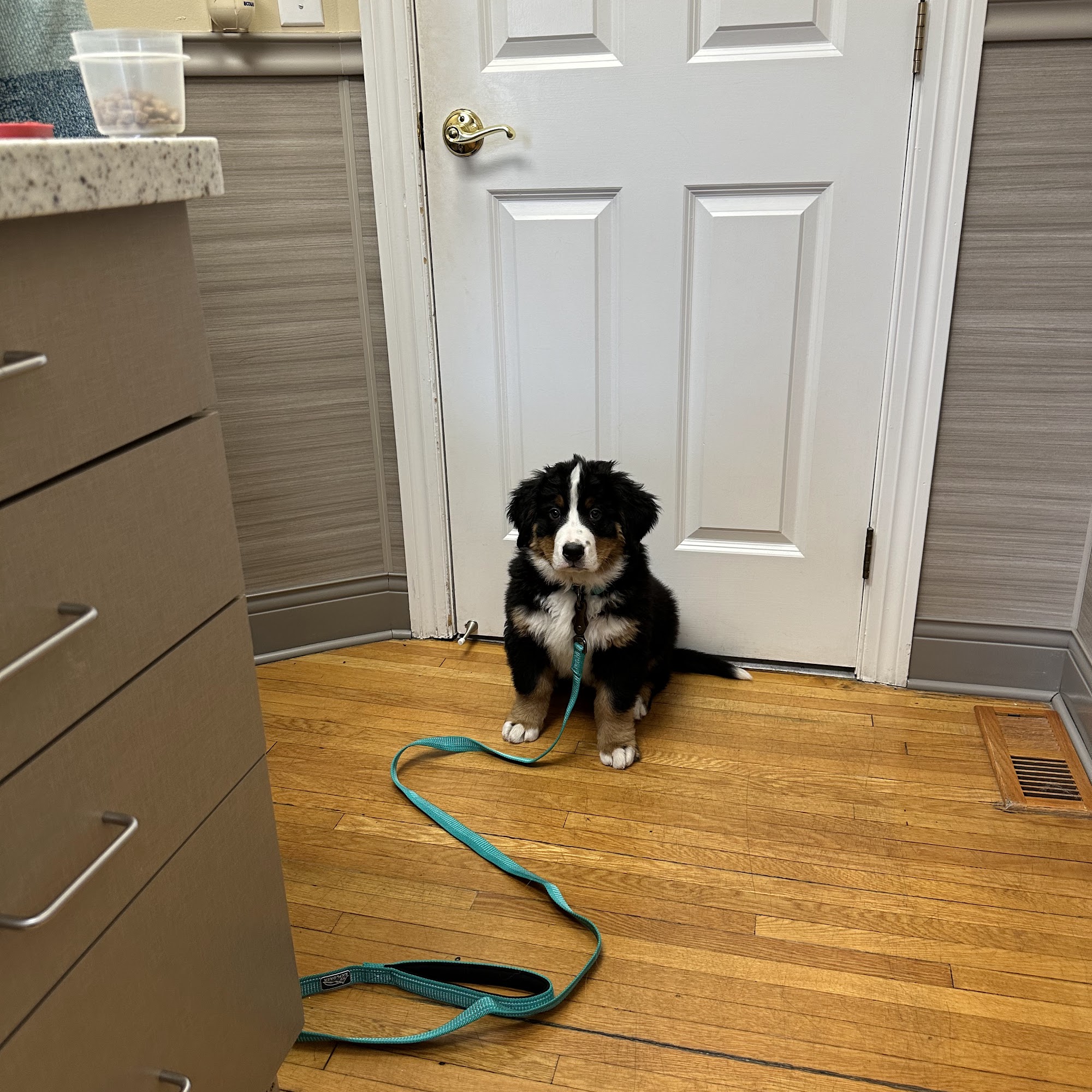 Grand Avenue Veterinary Center Saint Paul