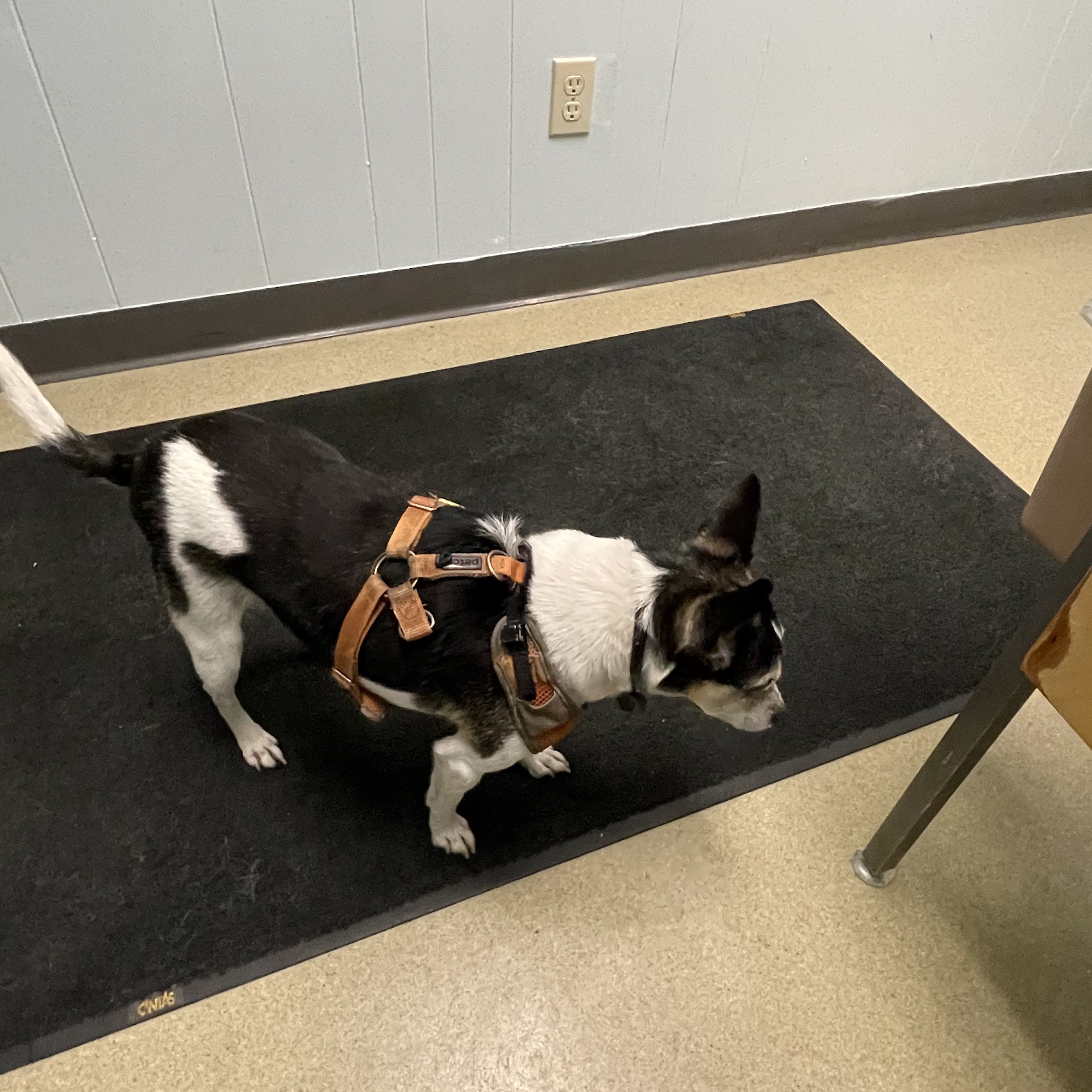 Animal Medical Clinic Saint Paul