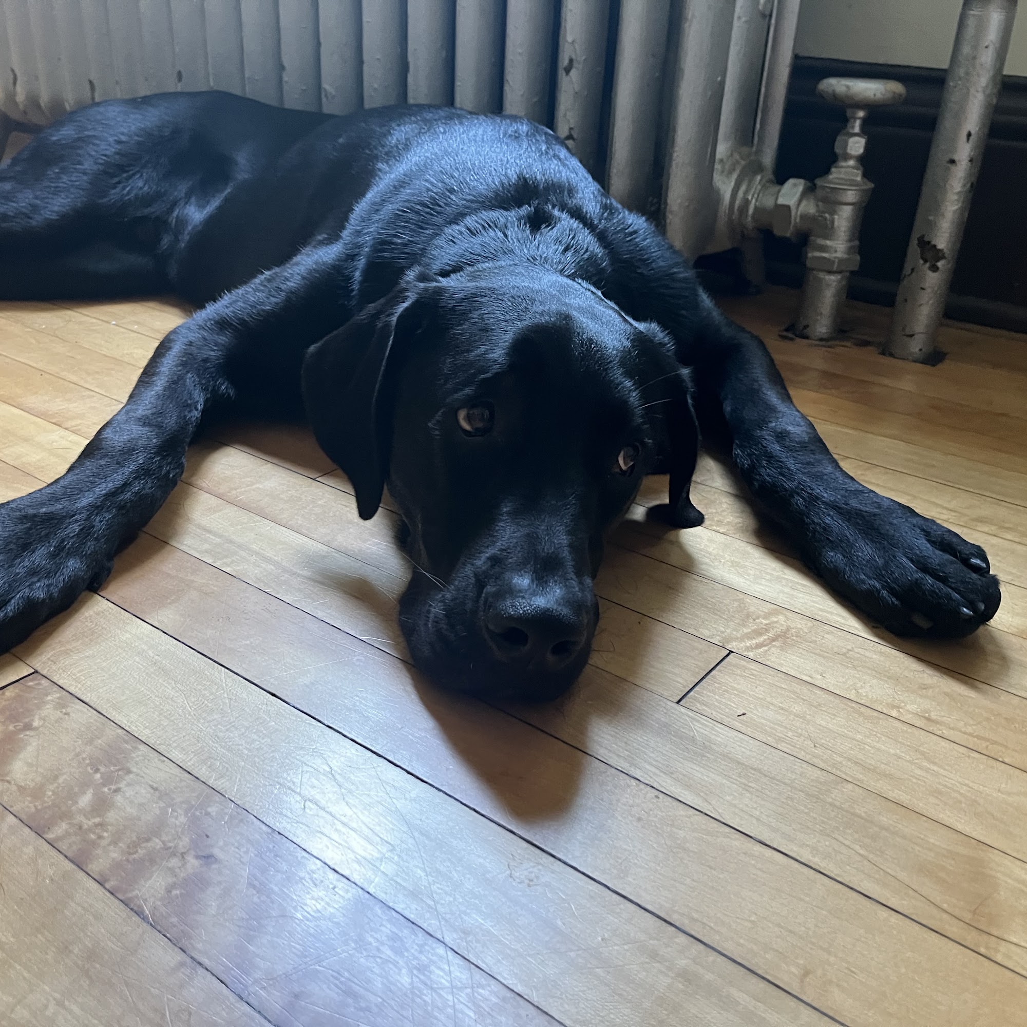 Midway Animal Hospital Saint Paul