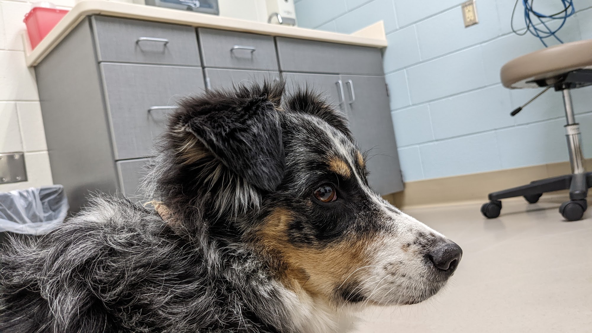 Small Animal Hospital Saint Paul