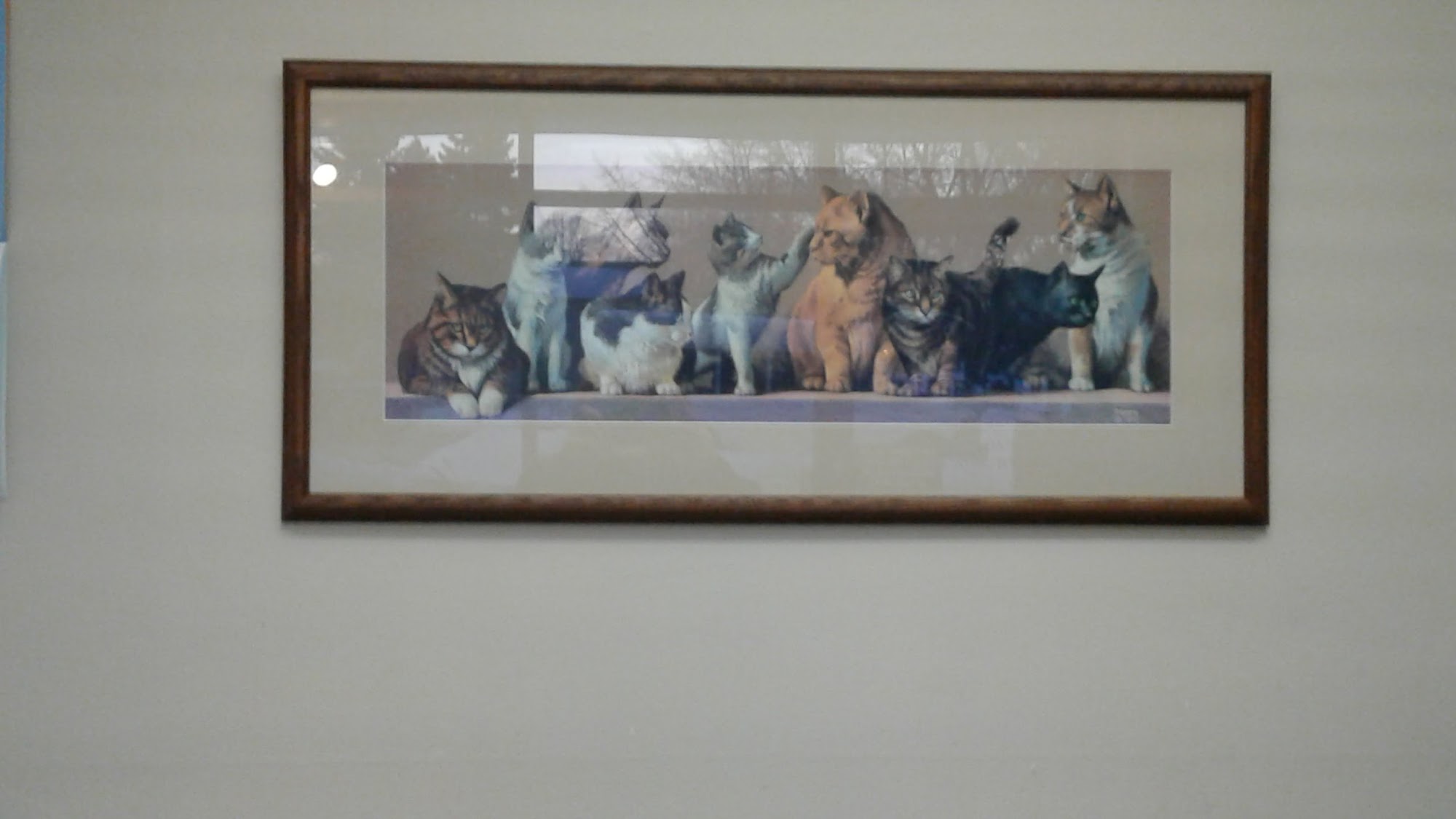 Arcade Animal Hospital Saint Paul