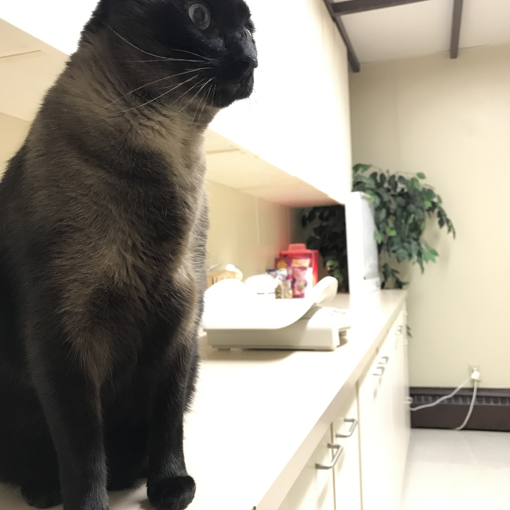 Arcade Animal Hospital Saint Paul