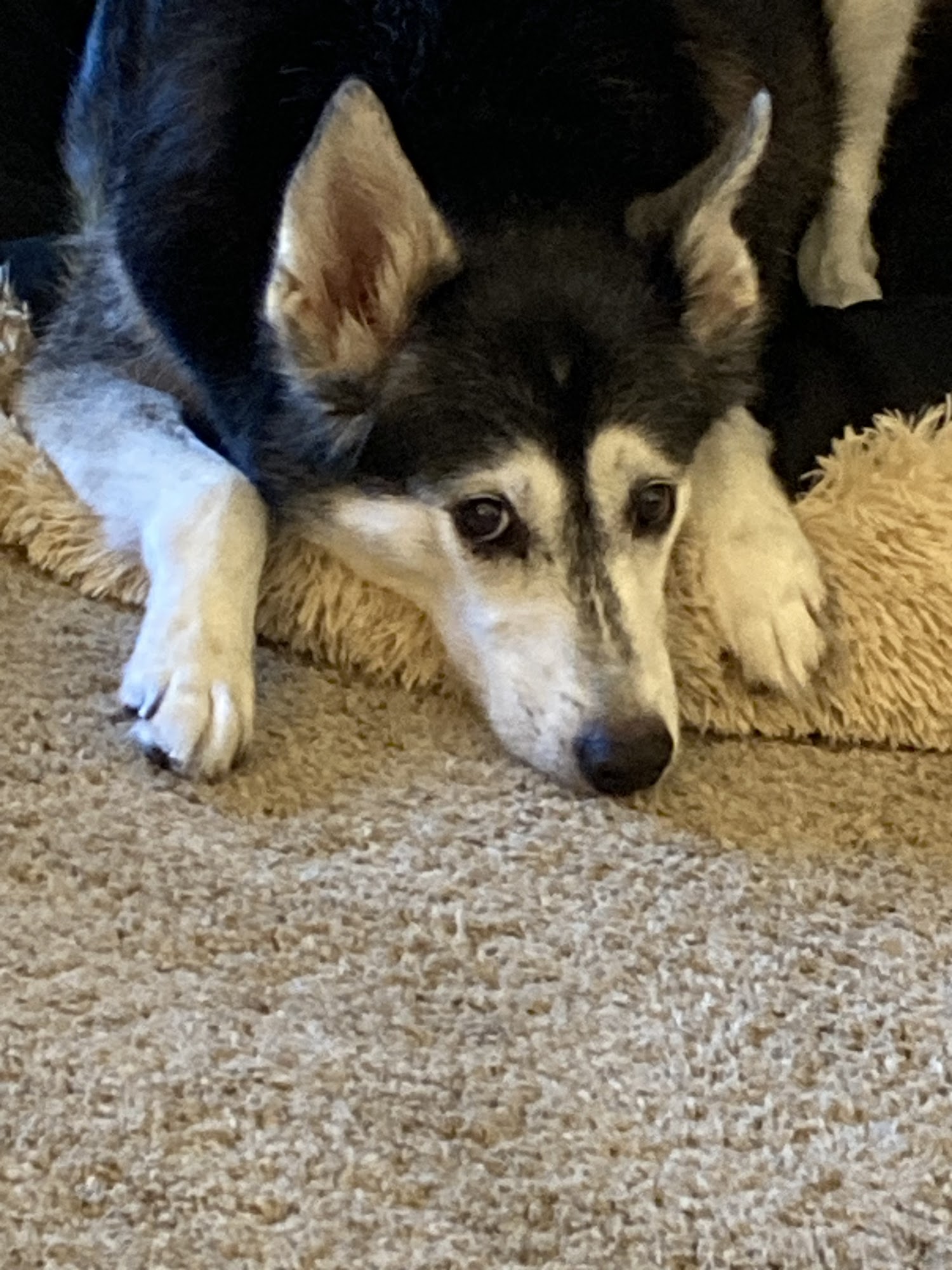 Scenic Hills Animal Hospital Saint Paul