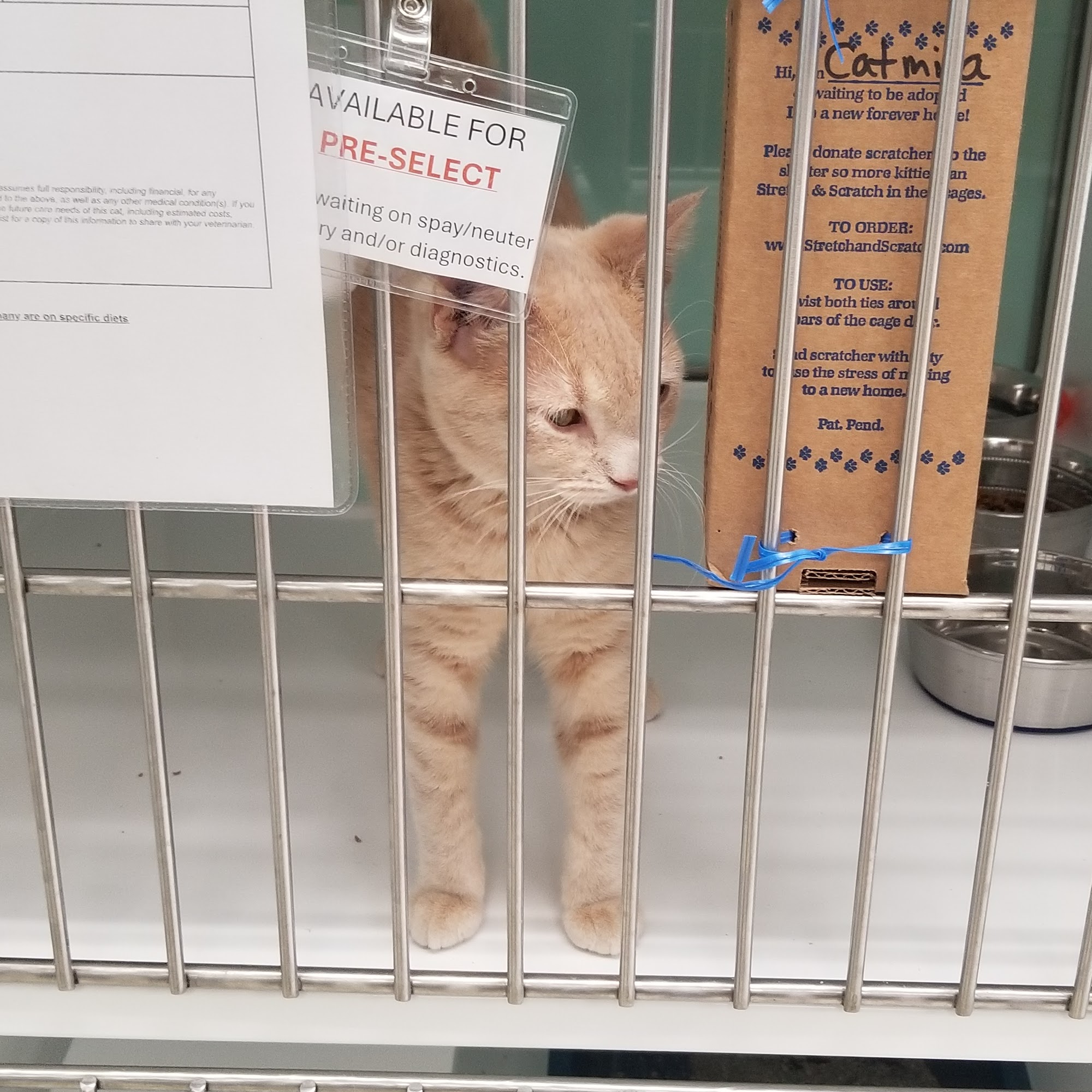 Feline Rescue Saint Paul