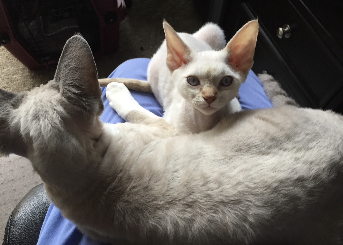 Minnepau Veterinary Clinic Saint Paul