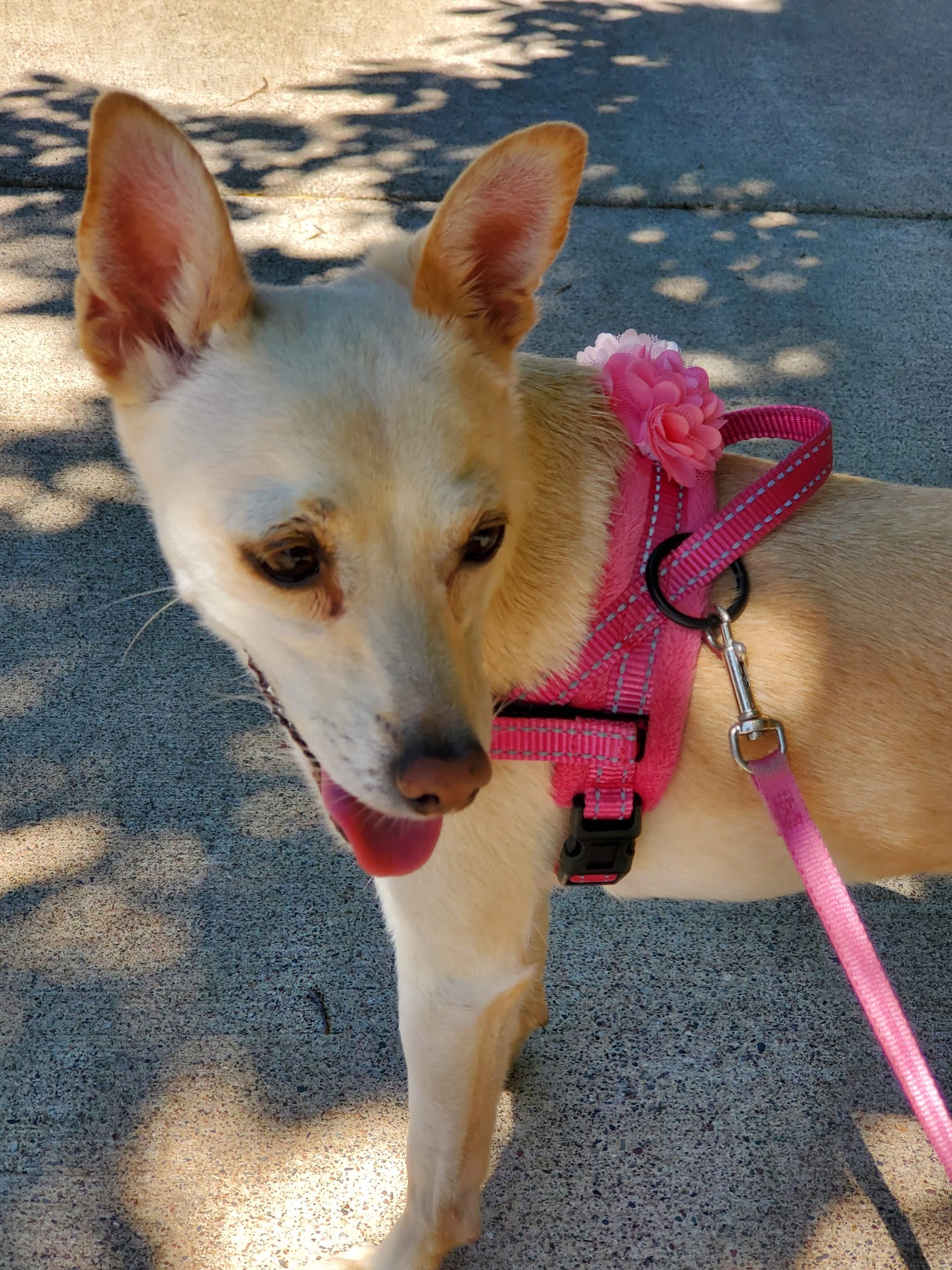 Animal Humane Society Veterinary and Training Center Saint Paul