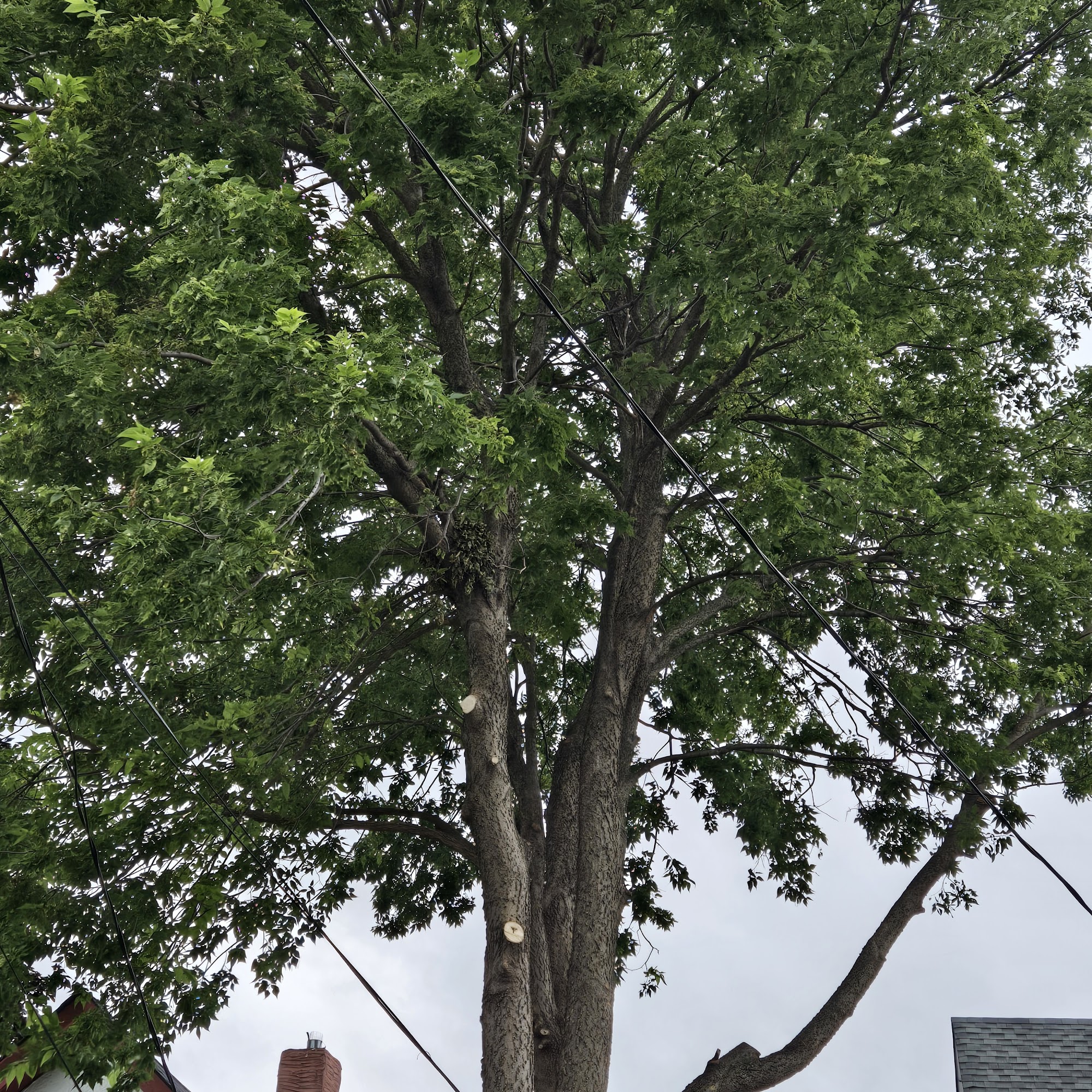 Visions Tree Services