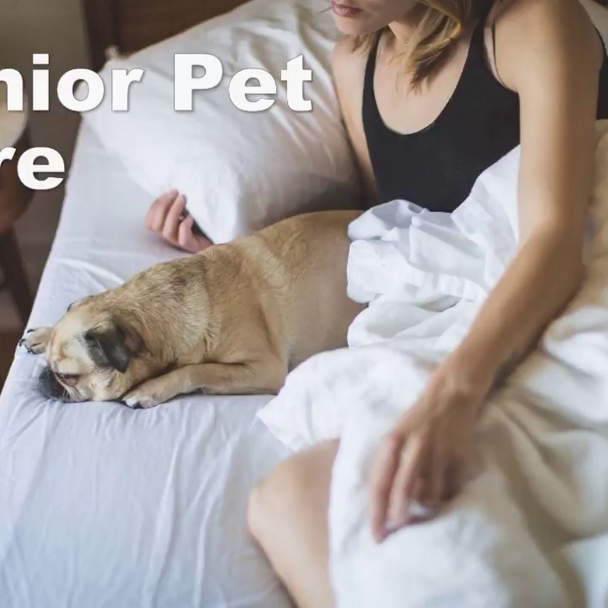 Advanced Care Pet Hospital Sartell