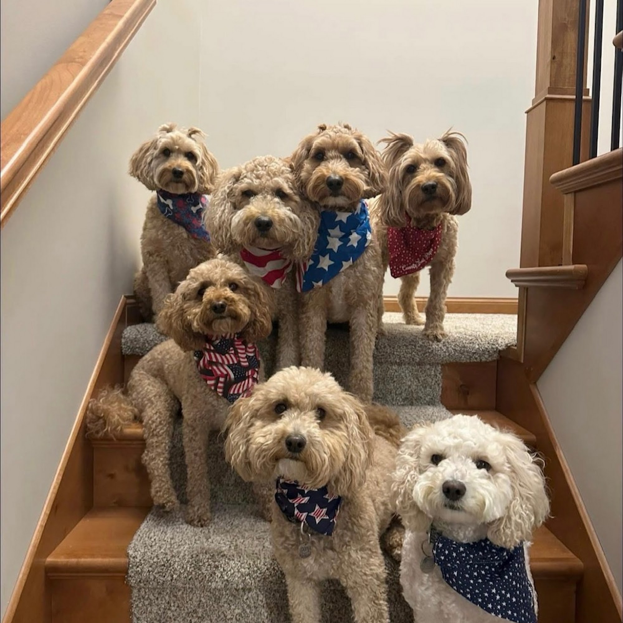 Animal Doctor Sauk Centre