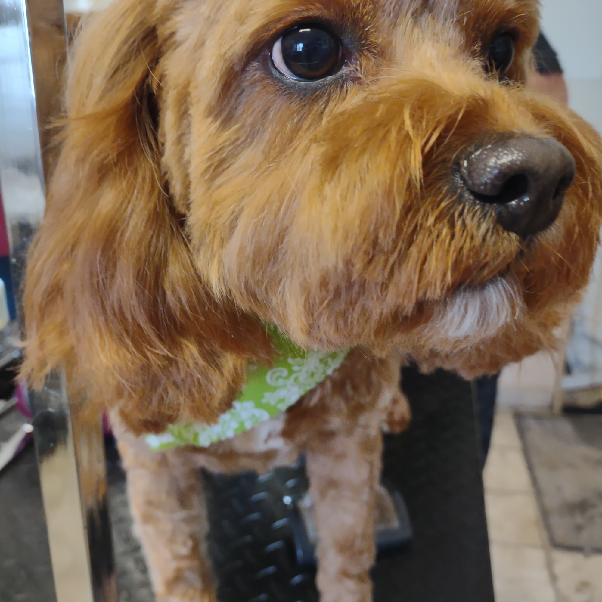 Dog Grooming by Lynda Shakopee