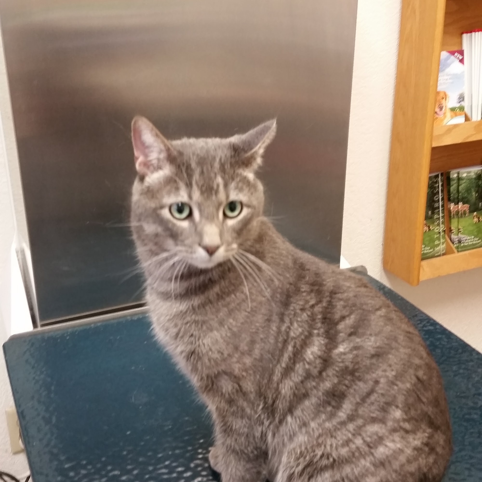 South St Paul Animal Hospital South Saint Paul