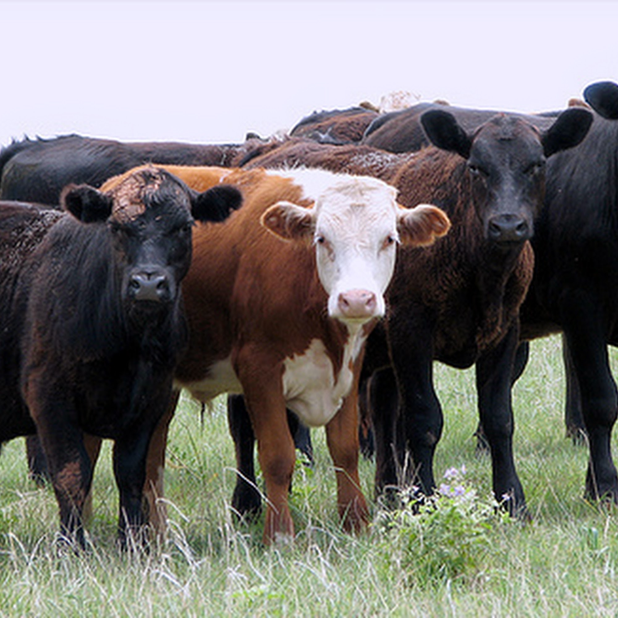 Riverside Animal Clinic Springfield