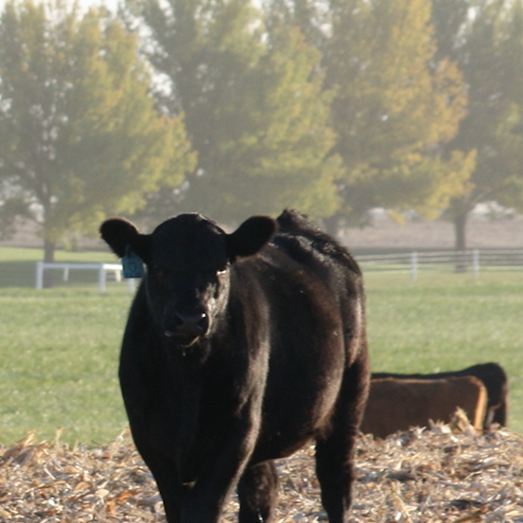 Mohr Vet Springfield